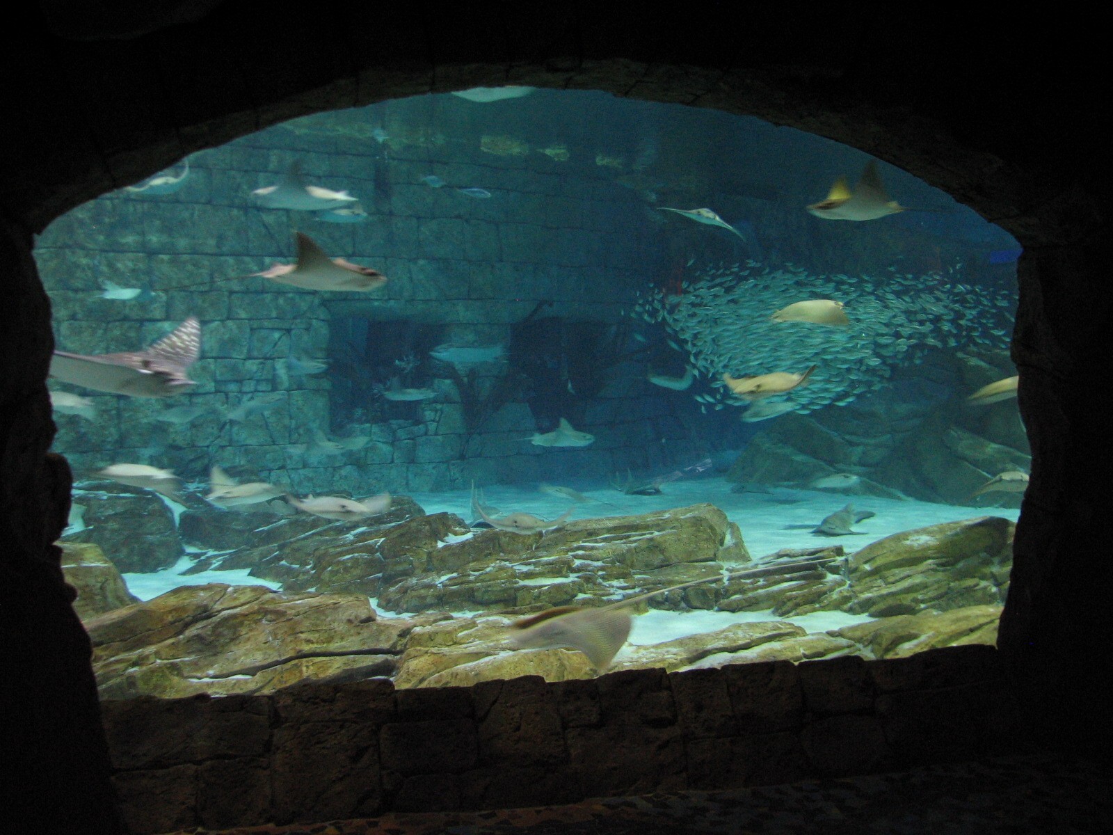 Manta Aquarium - Ray Exhibit