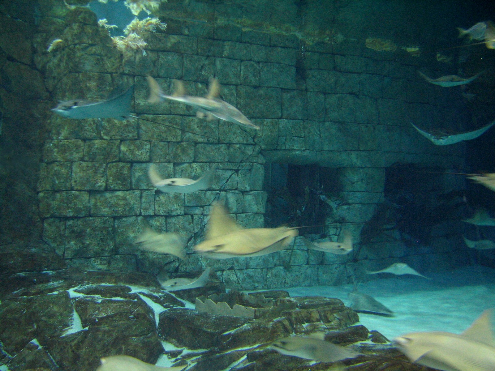 Manta Aquarium - Ray Exhibit