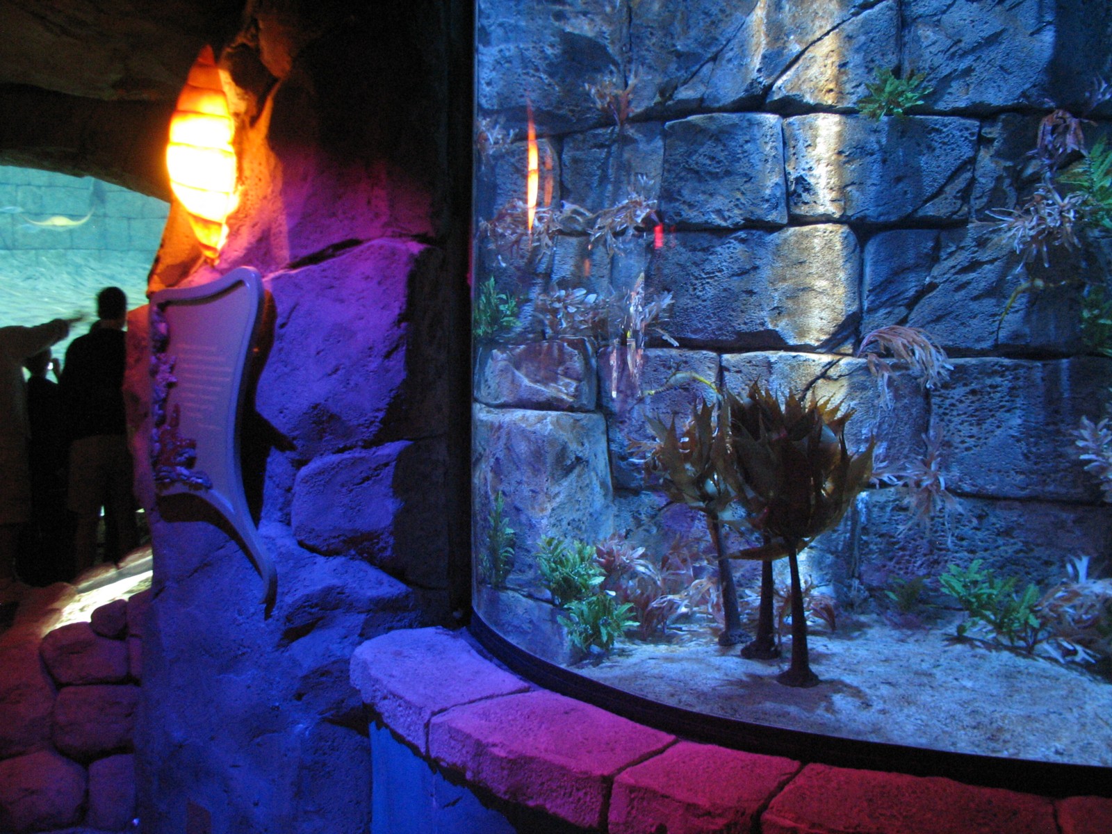 Manta Aquarium - Weedy Sea Dragon Exhibit