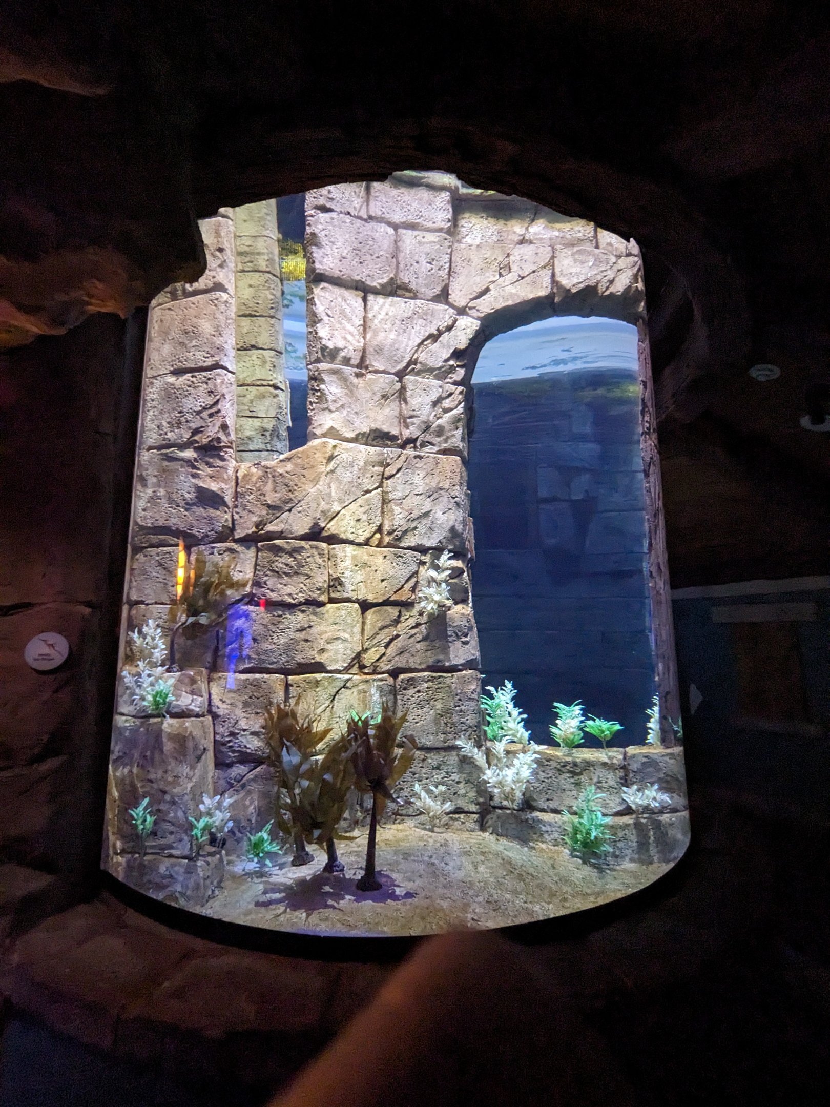 Manta Aquarium - Weedy sea dragon tank