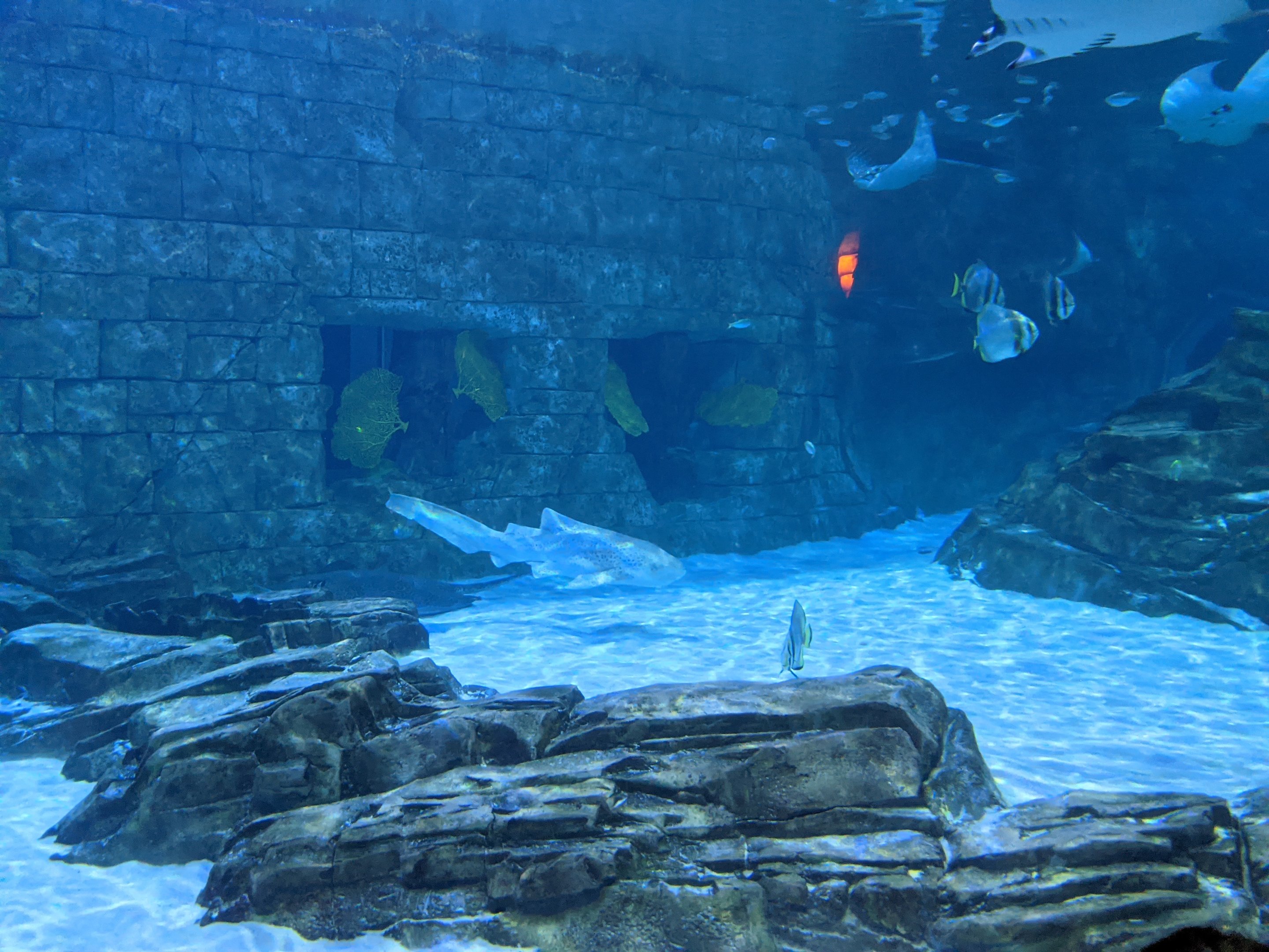 Manta Aquarium - Zebra shark (October 10 2021)