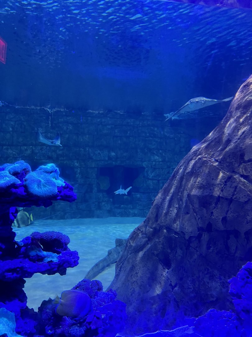 Manta Aquarium