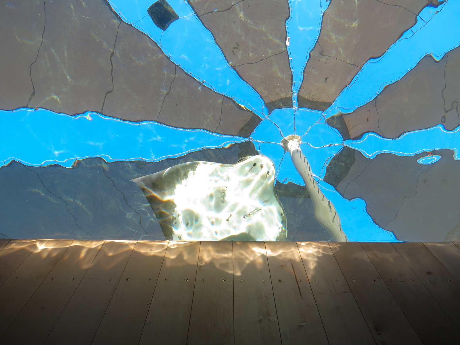 Manta - Bat Ray Aquarium Underwater Viewing