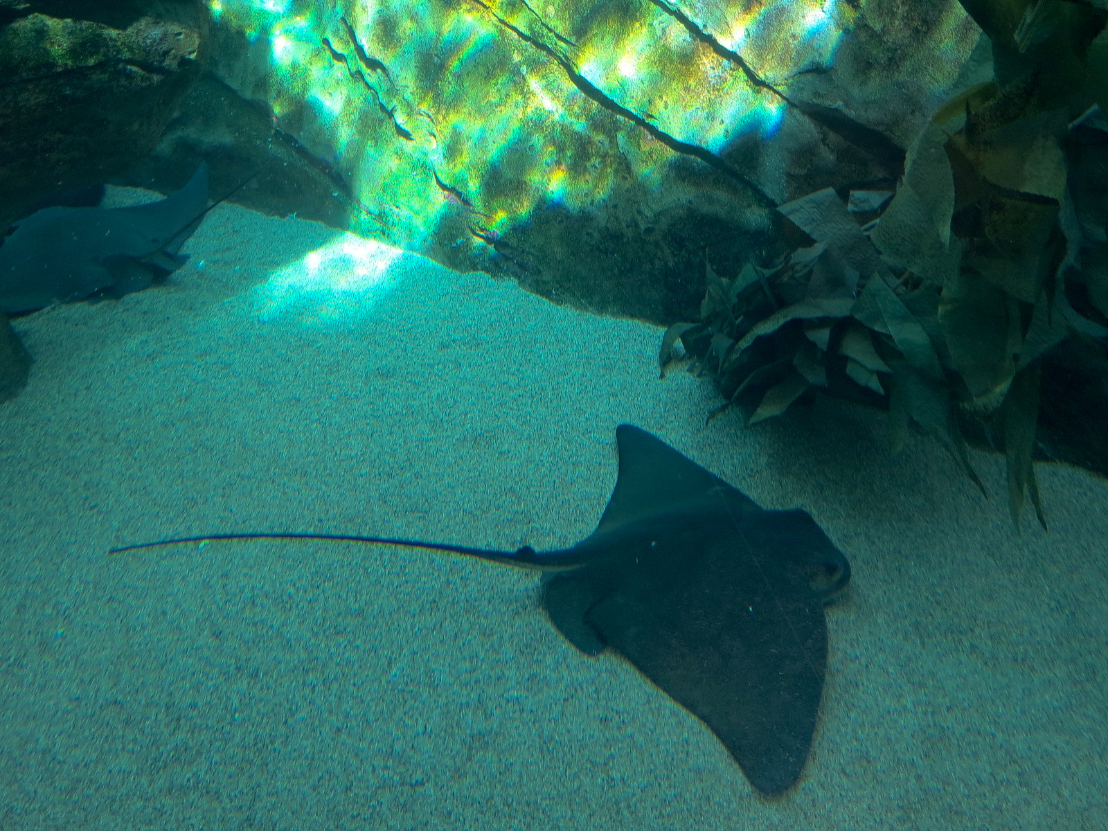Manta - Bat Ray Aquarium Underwater Viewing