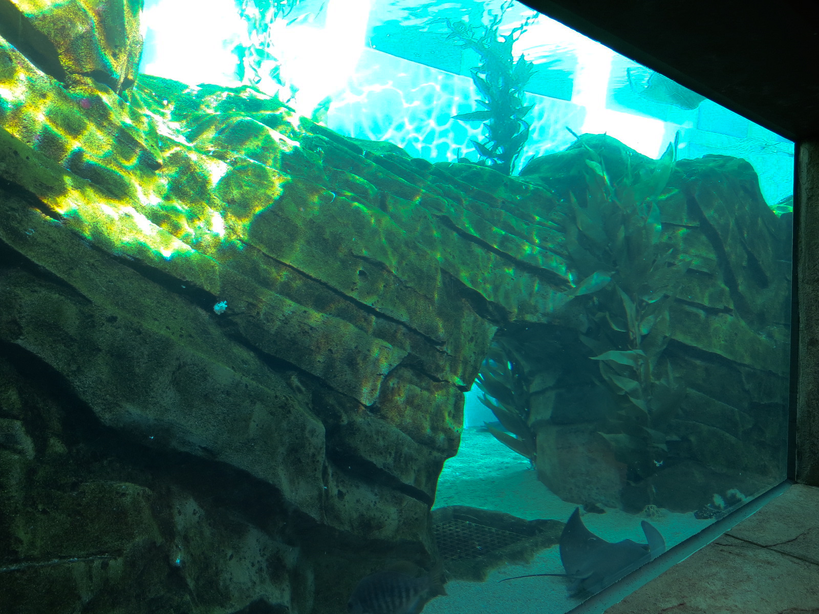 Manta - Bat Ray Aquarium Underwater Viewing