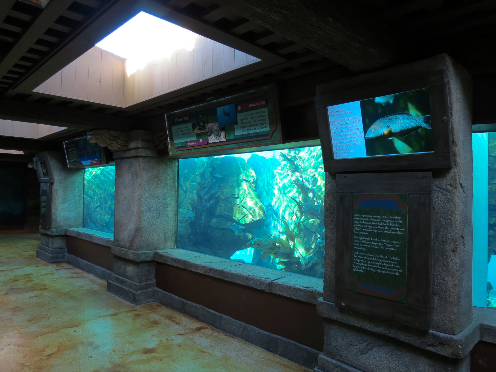Manta - Bat Ray Aquarium Underwater Viewing