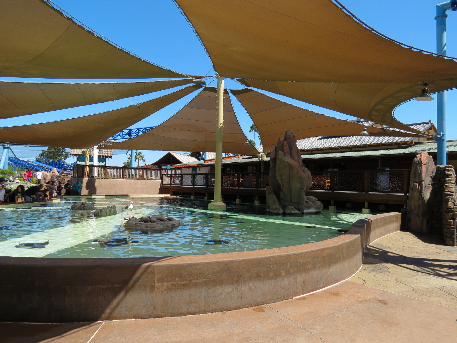 Manta - Bat Ray Feeding