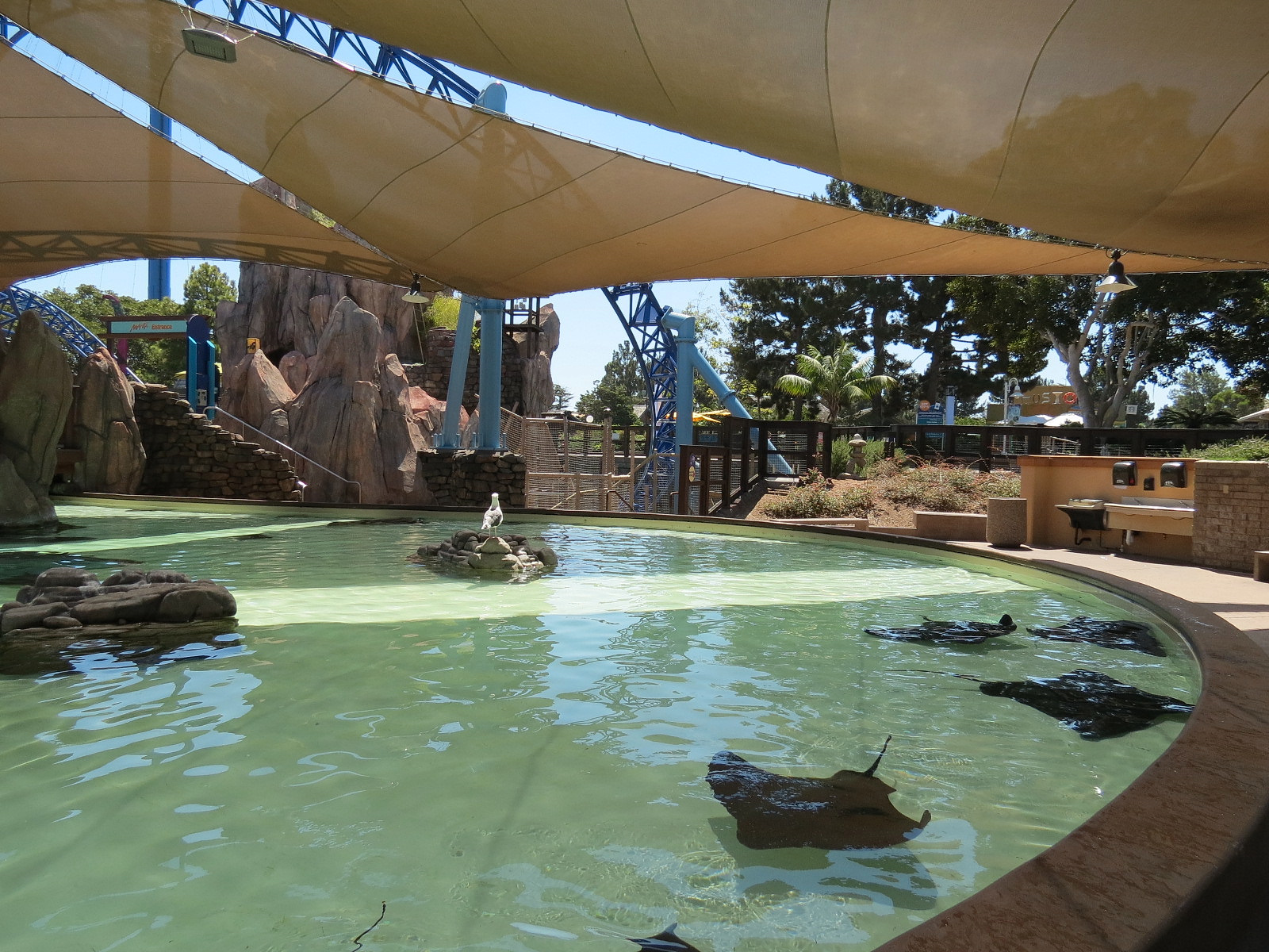 Manta - Bat Ray Feeding