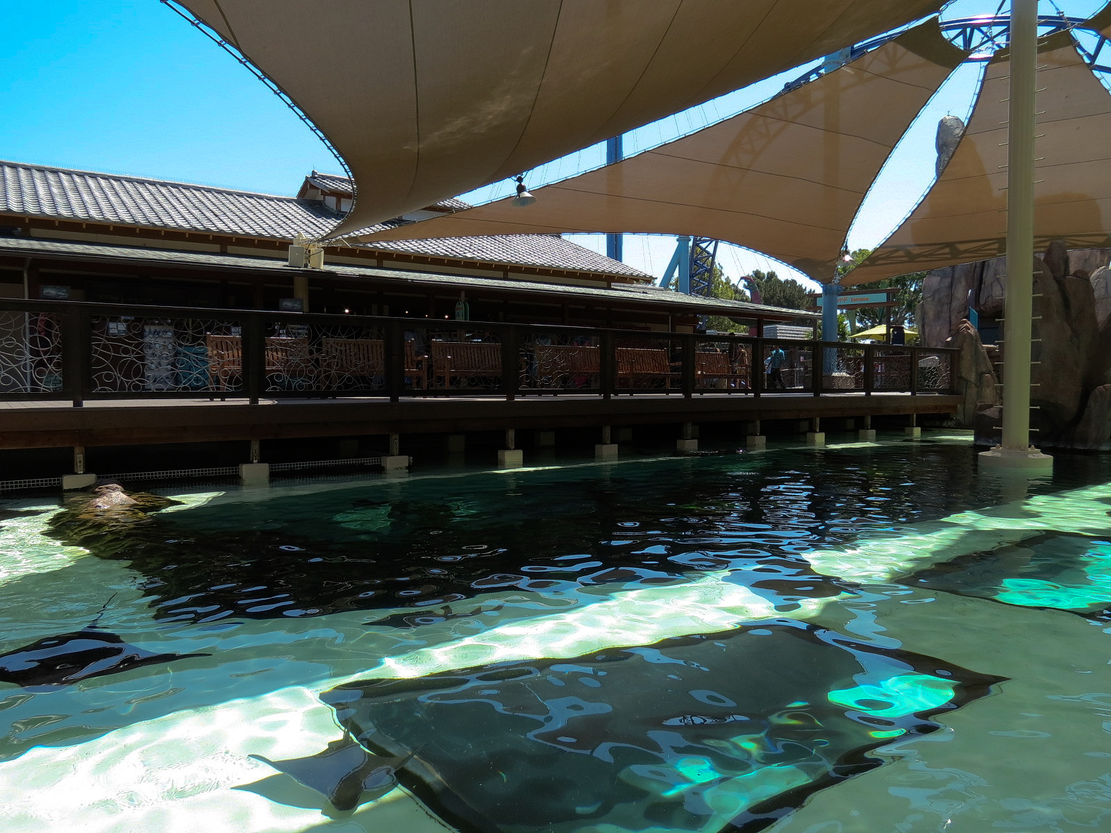 Manta - Bat Ray Feeding