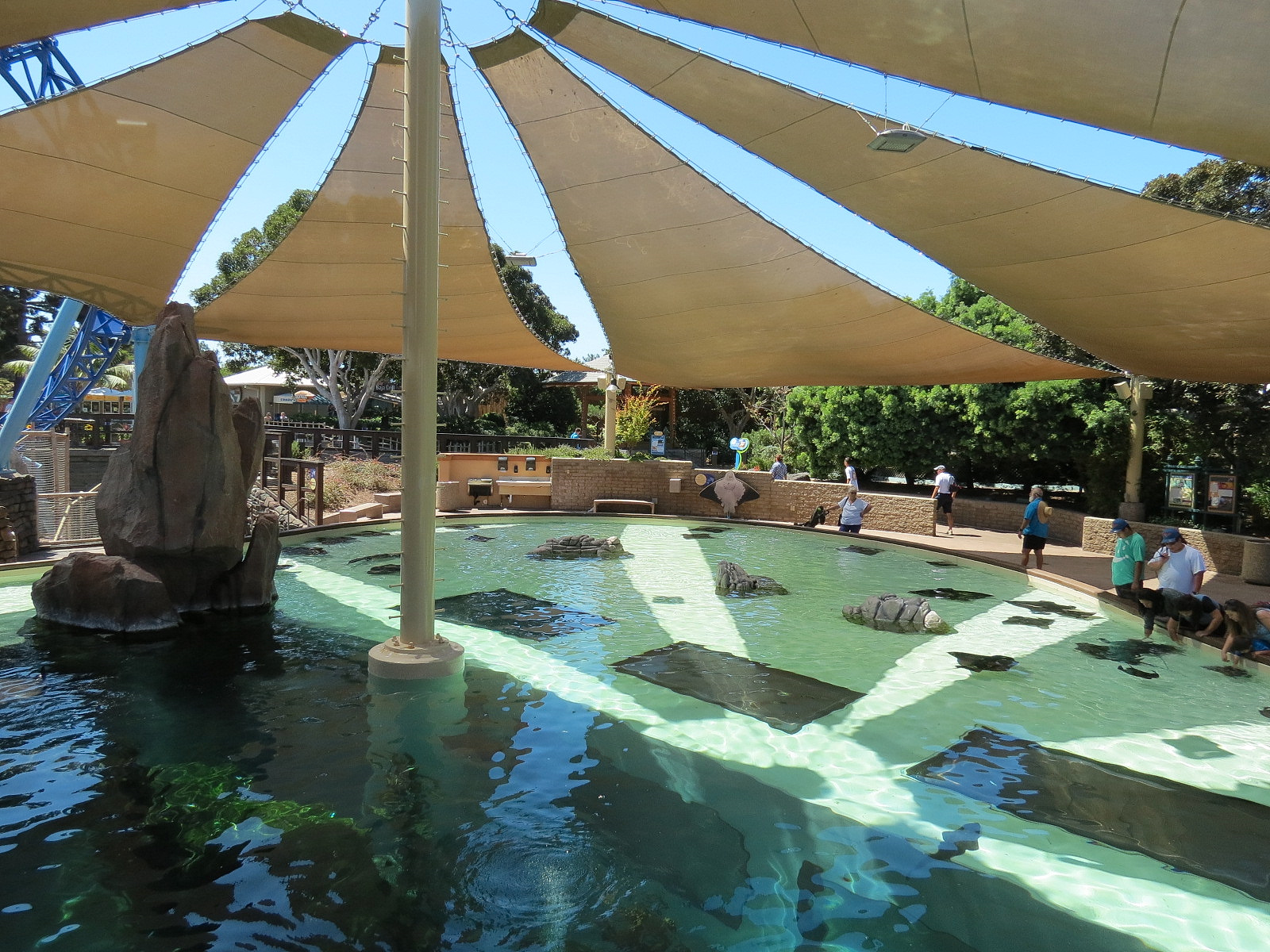 Manta - Bat Ray Feeding