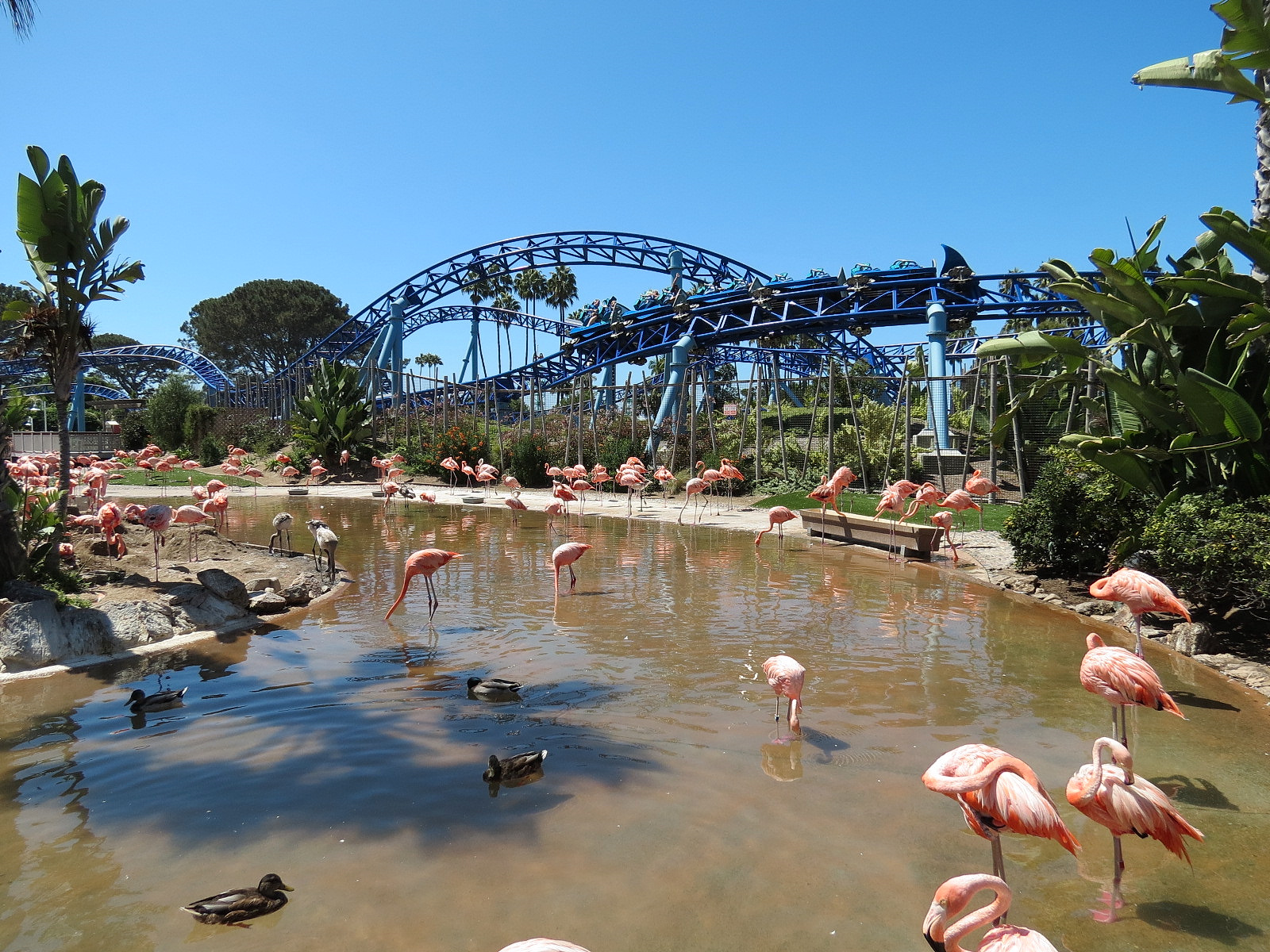Manta - Caribbean Flamingo Exhibit