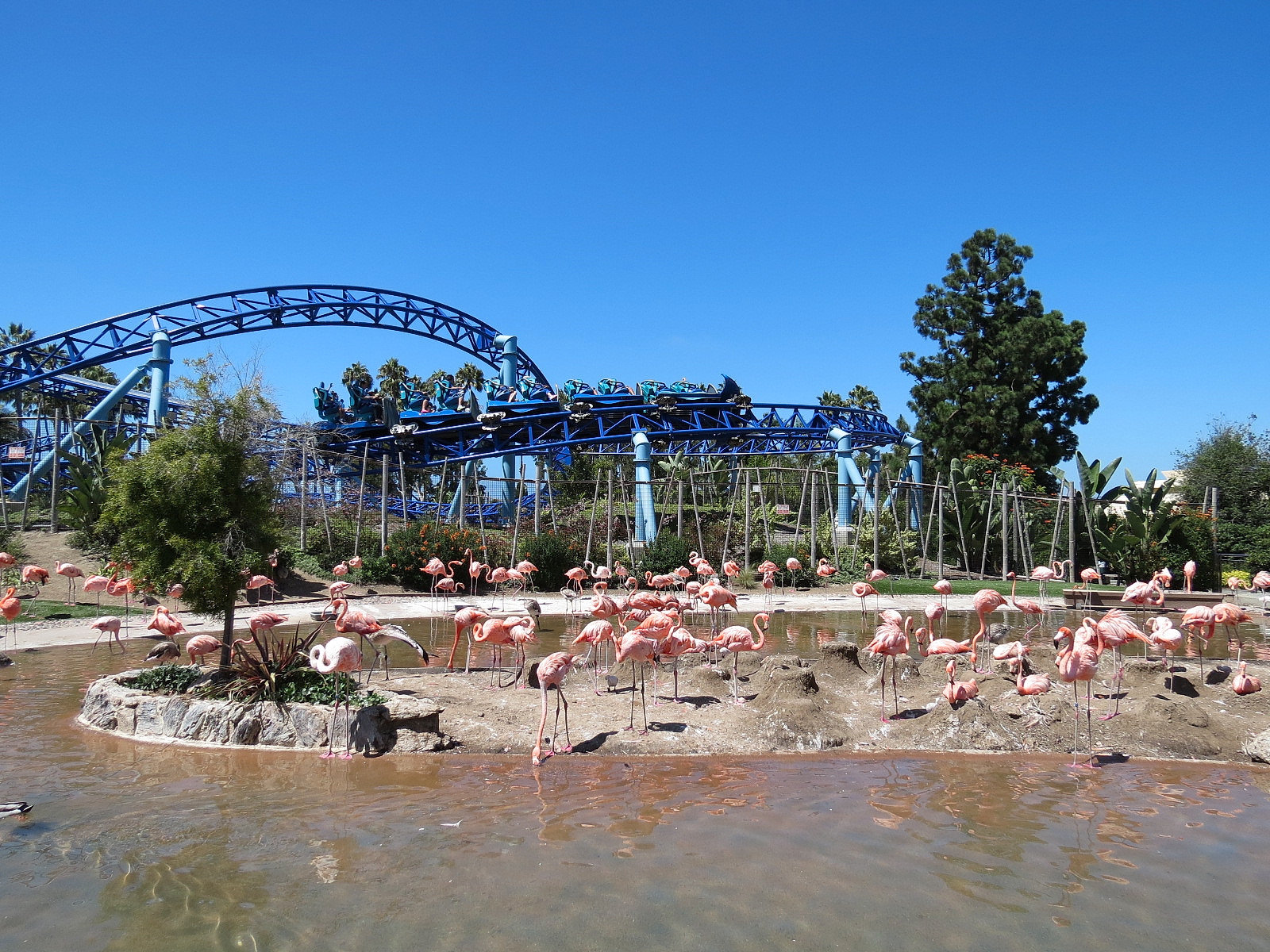 Manta - Caribbean Flamingo Exhibit