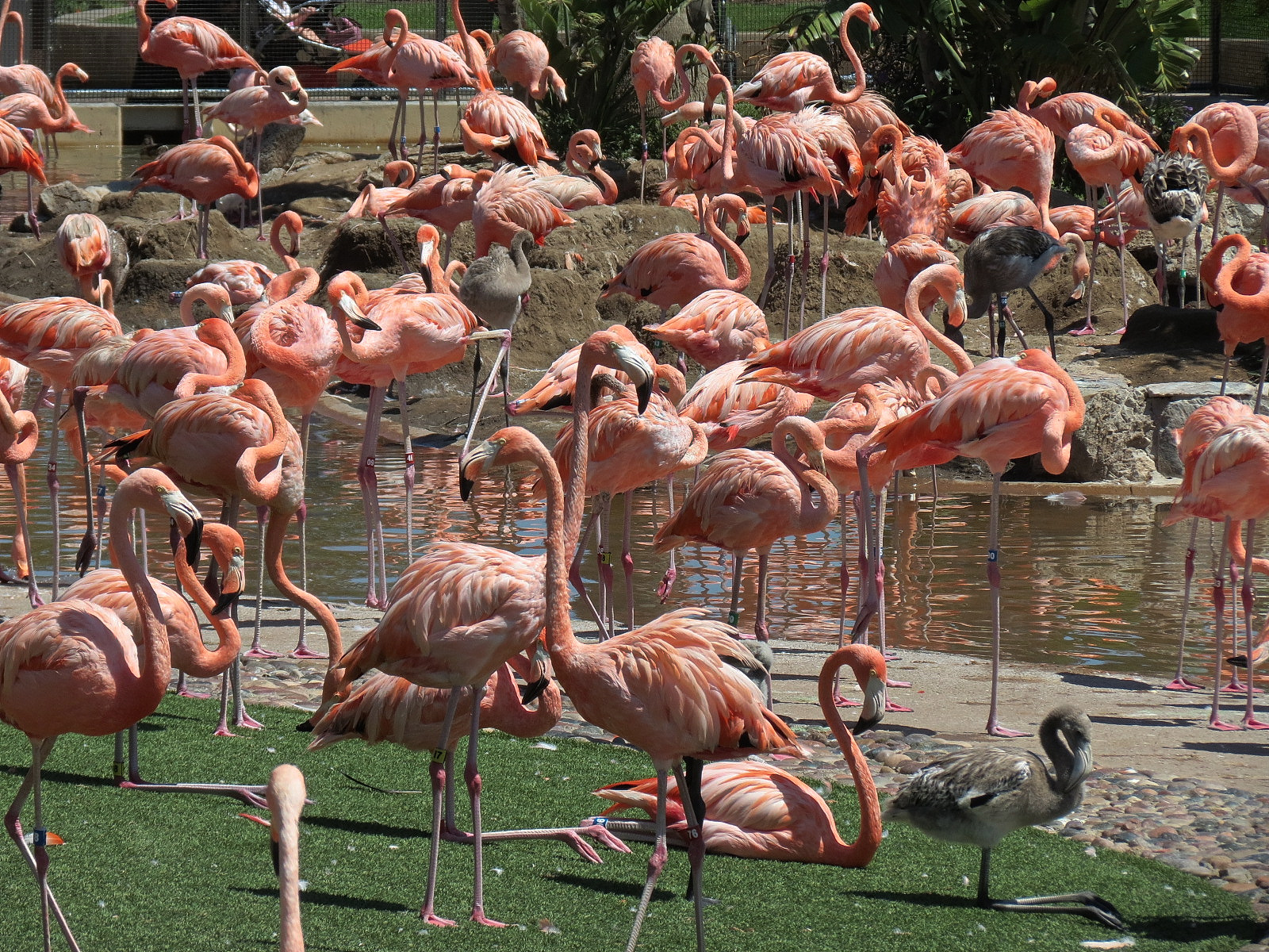 Manta - Caribbean Flamingo Exhibit