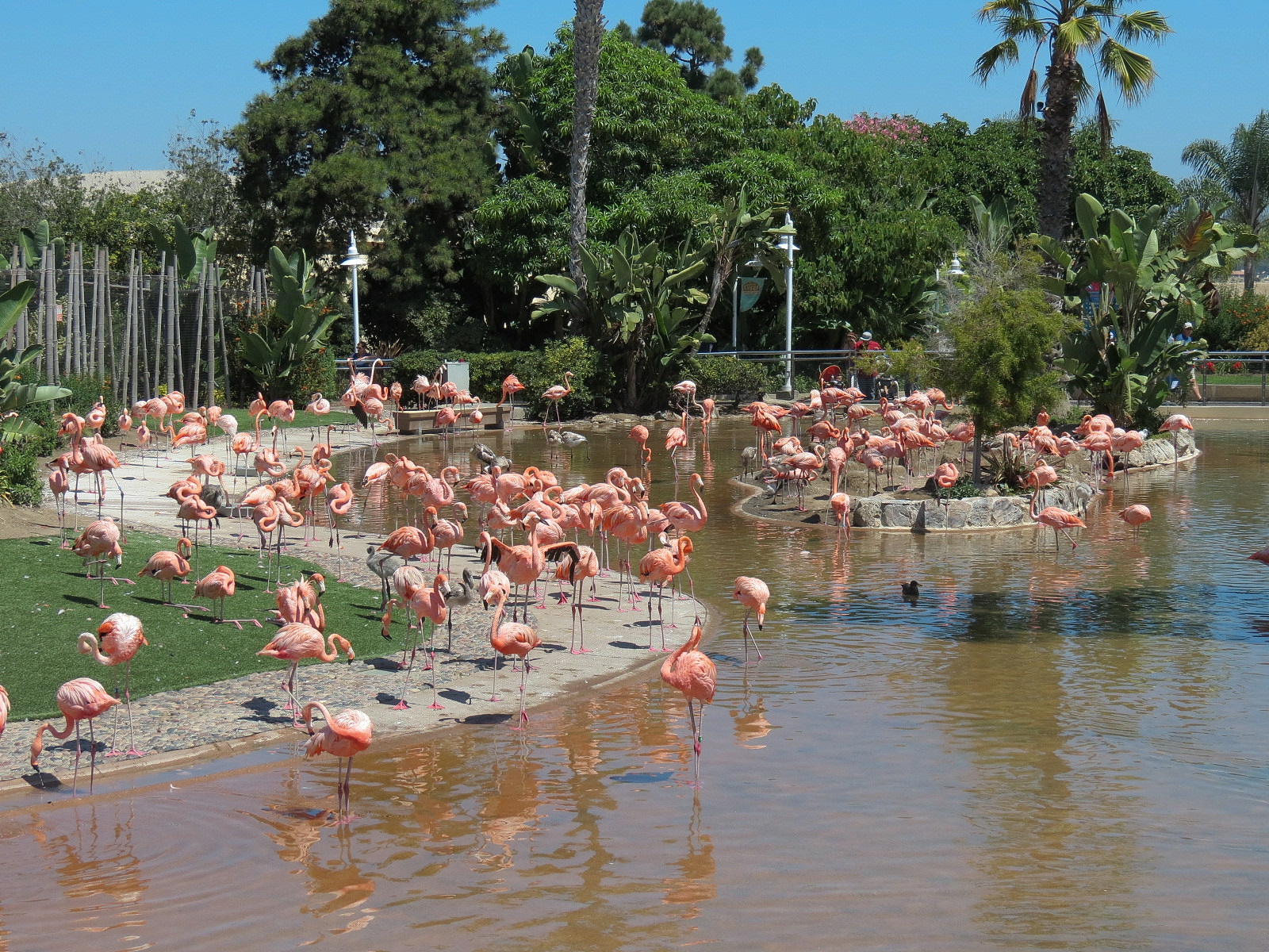 Manta - Caribbean Flamingo Exhibit