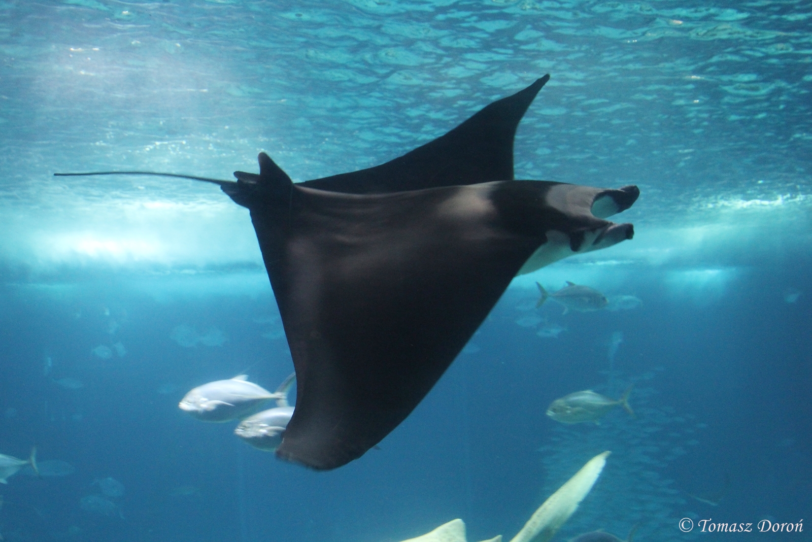 Manta Devil Ray (Mobula mobular), April 2016