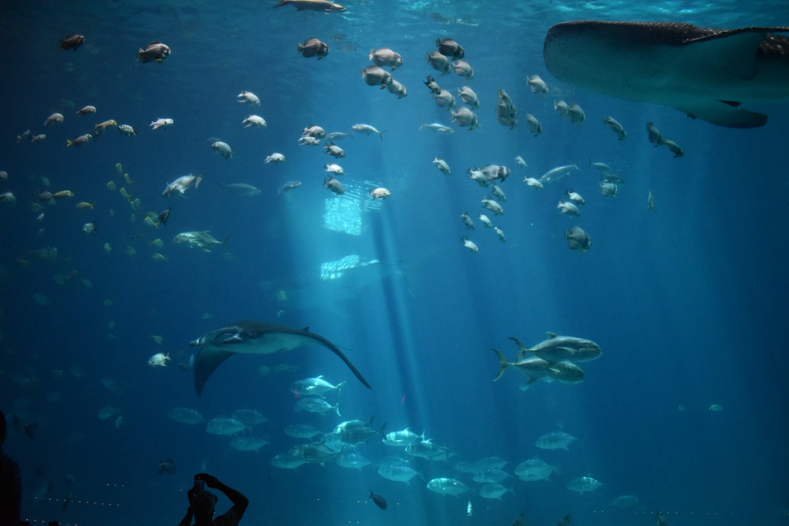 Manta Ray and Whale Sharks