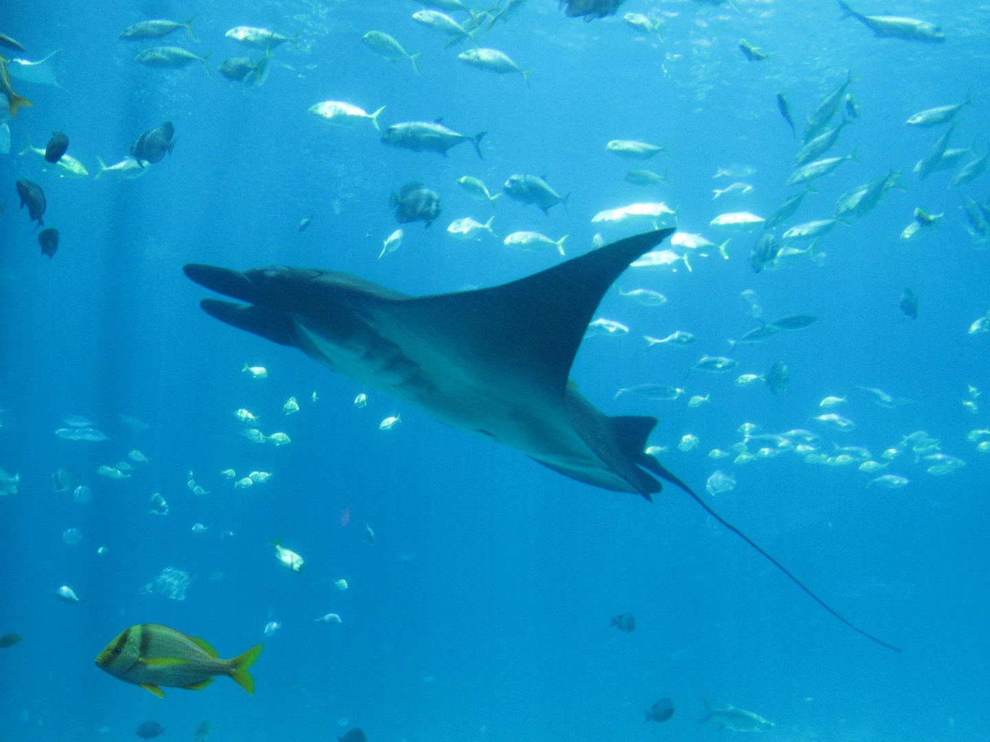 Manta Ray at Georgia Aquarium