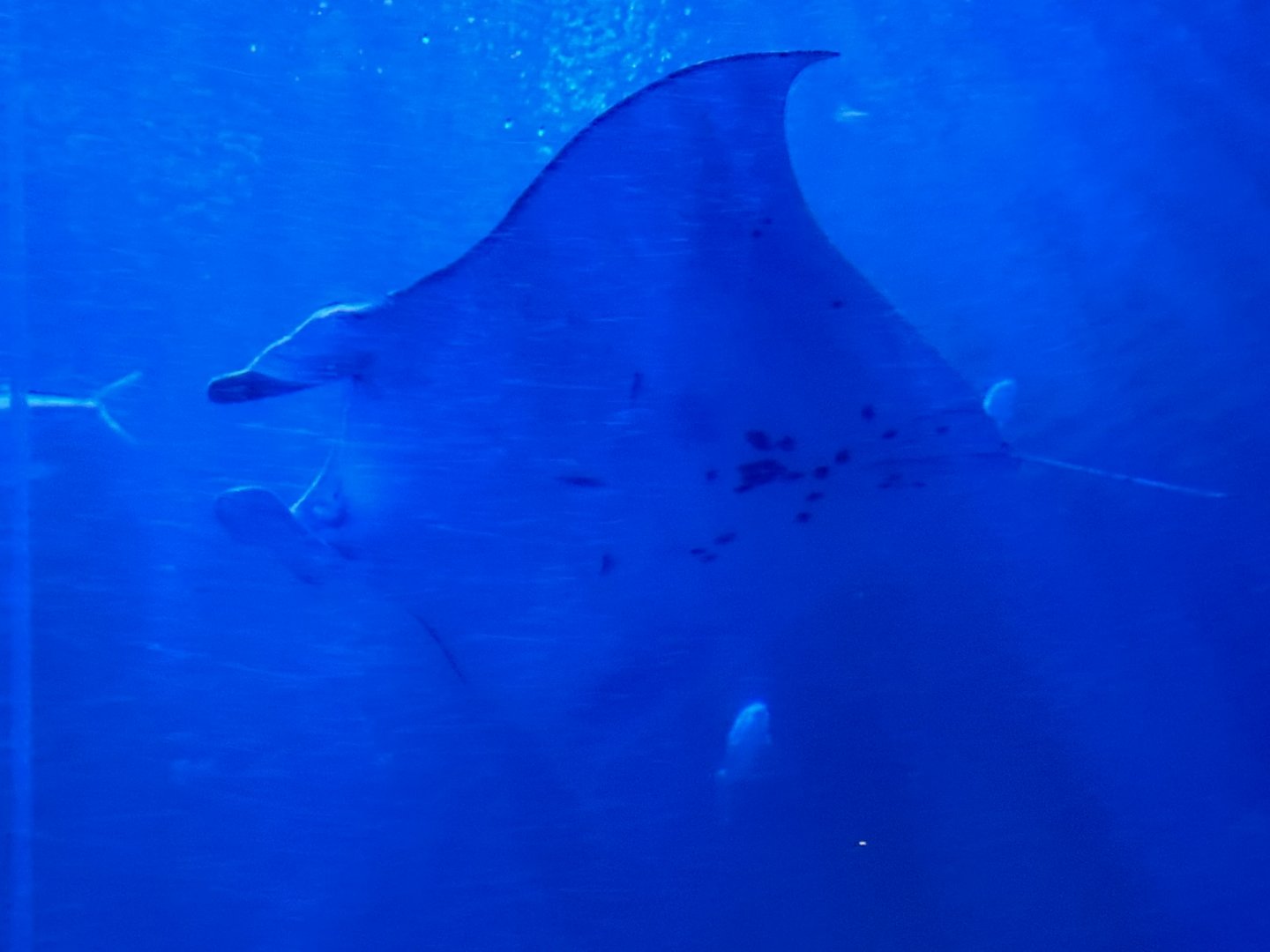 Manta Ray in Ocean Park HK (16.05.2024)