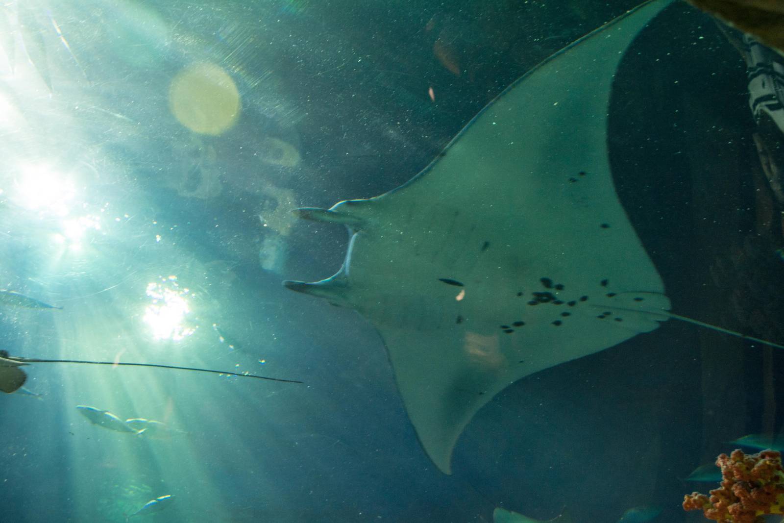 Manta Ray - Manta alfredi