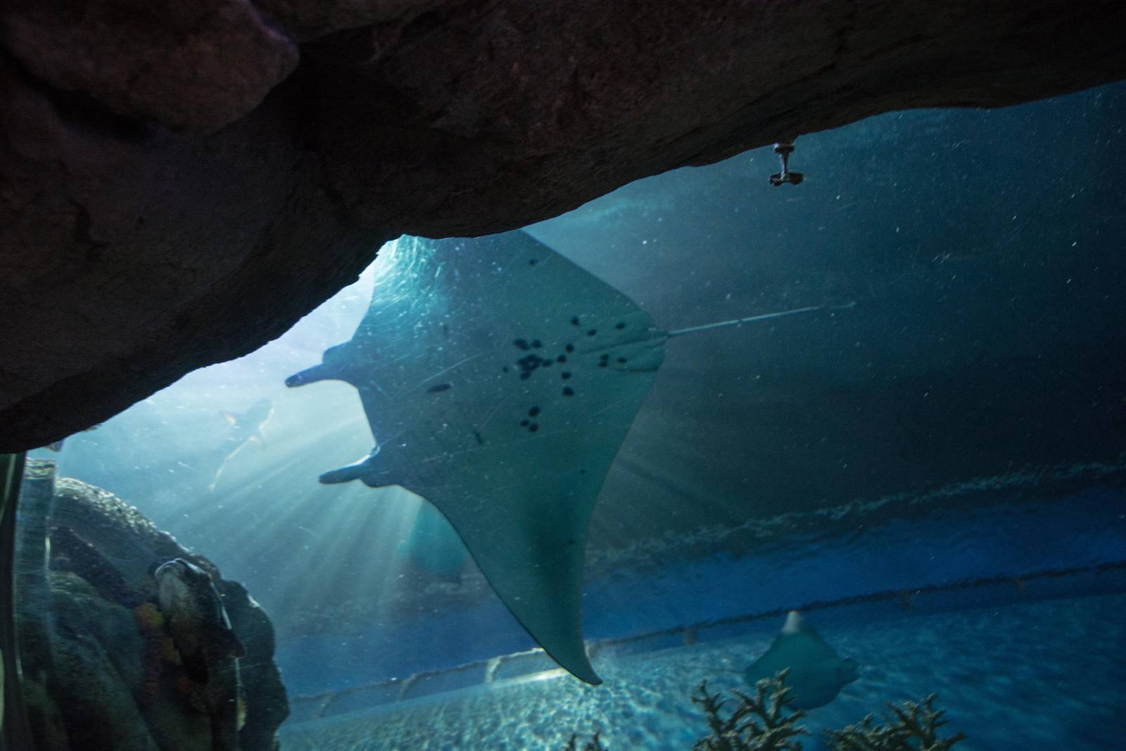 Manta Ray - Manta alfredi