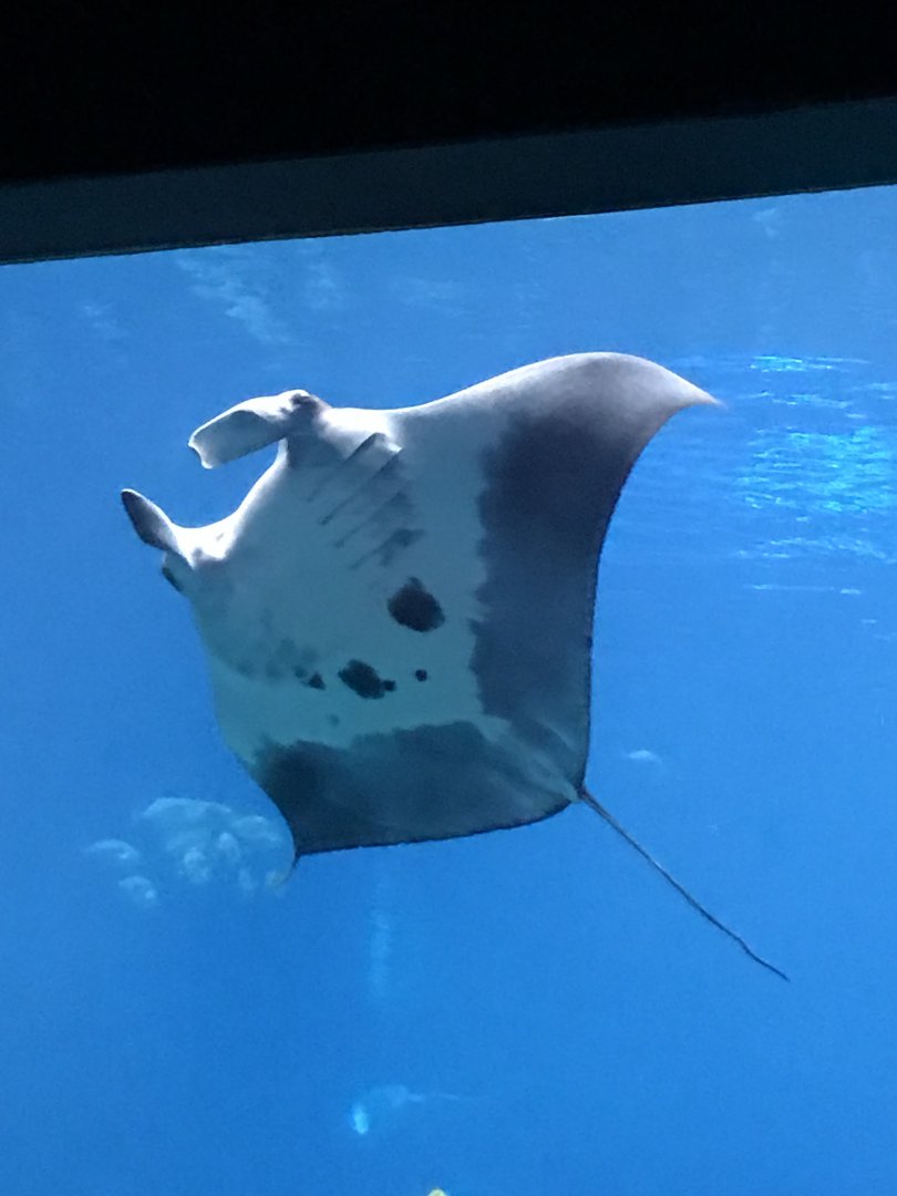 Manta ray
