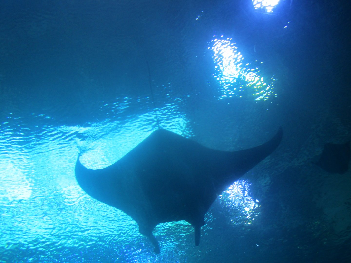 Manta ray