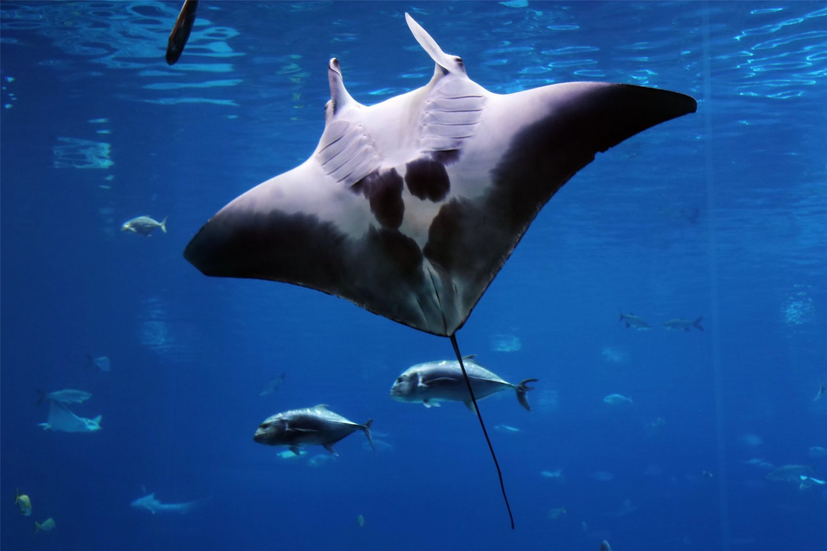 Manta Ray