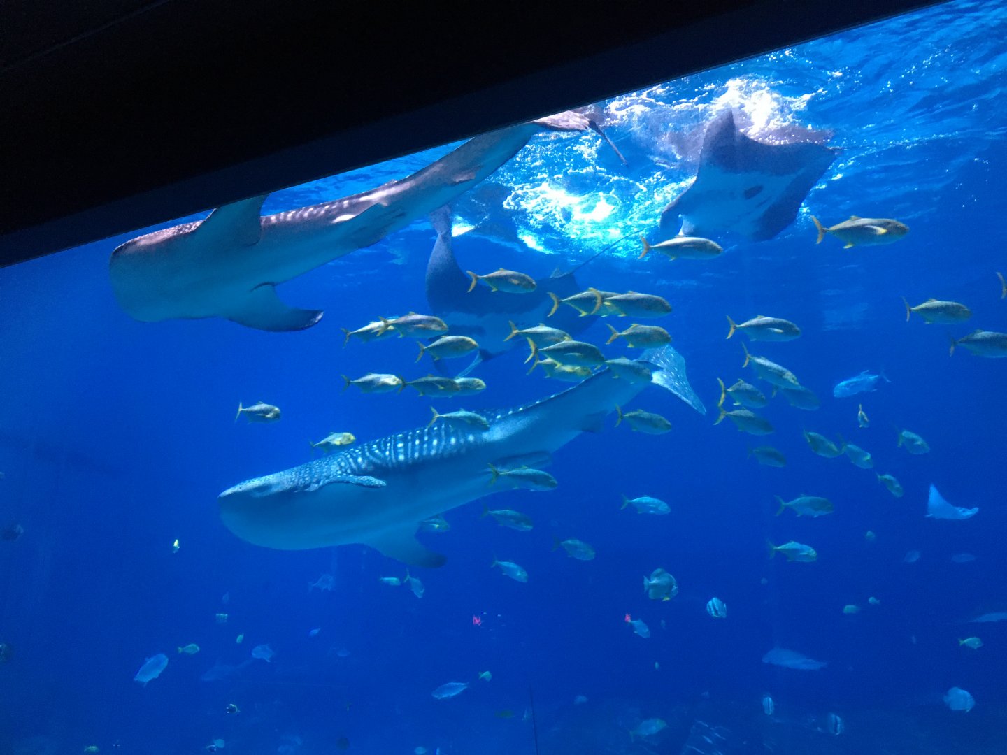Manta rays and whale sharks