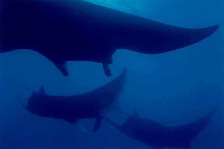 Manta Rays - Yap