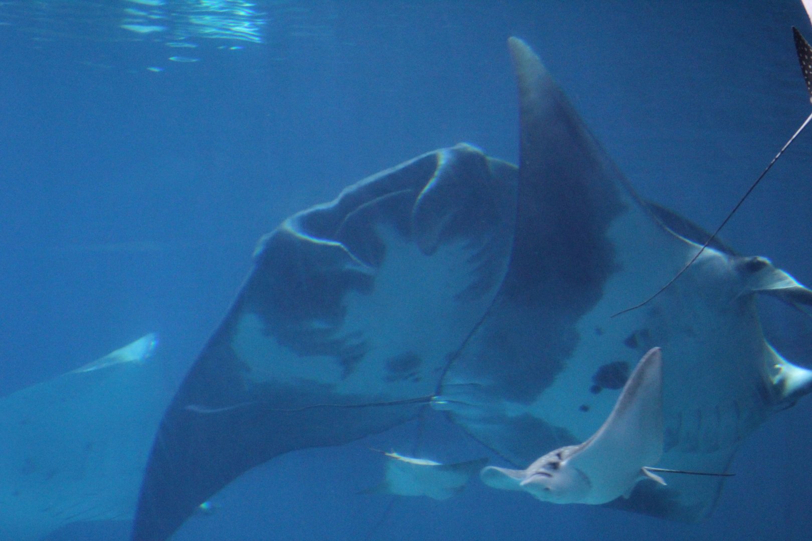 Manta Rays