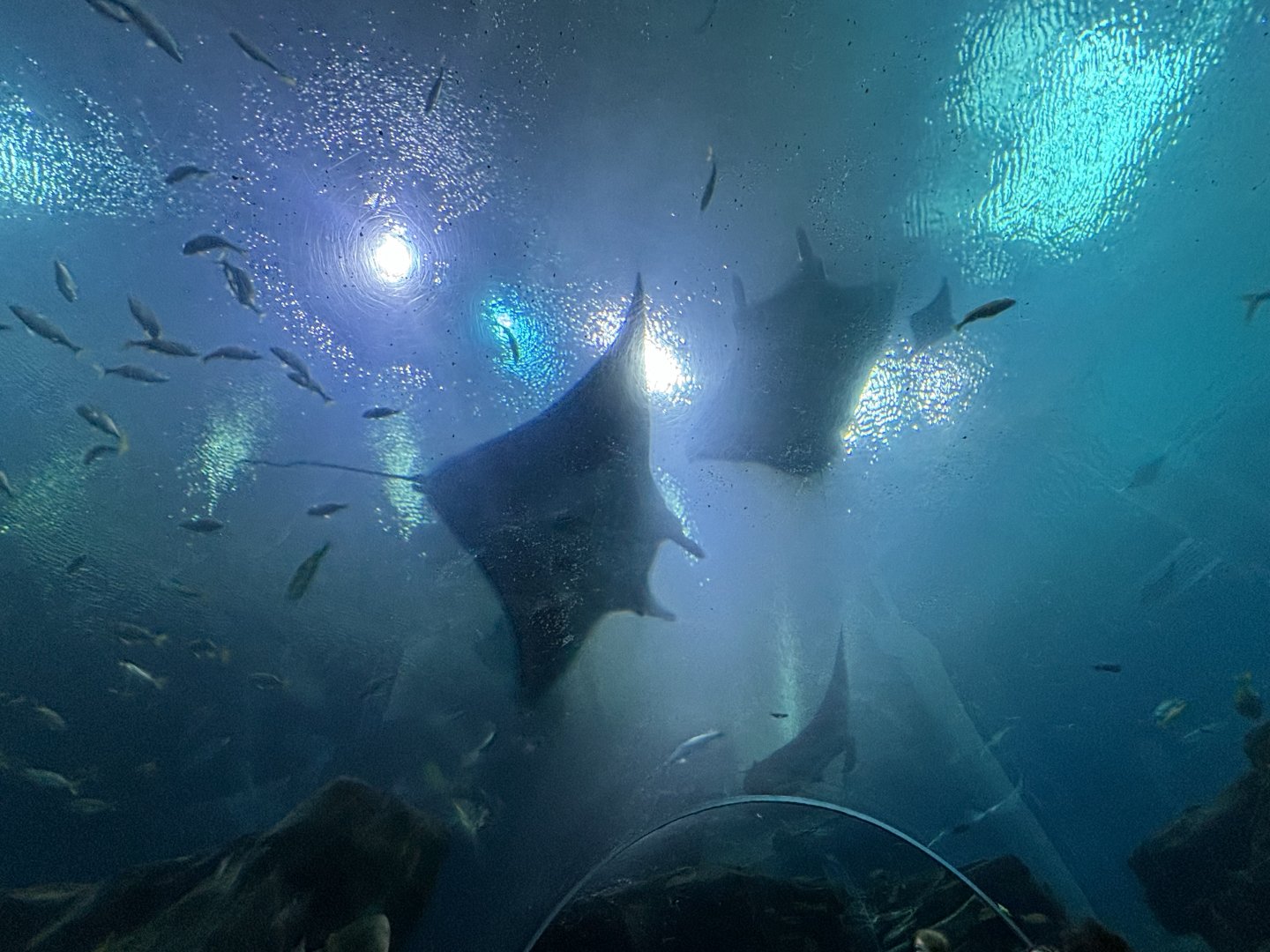 Manta Rays