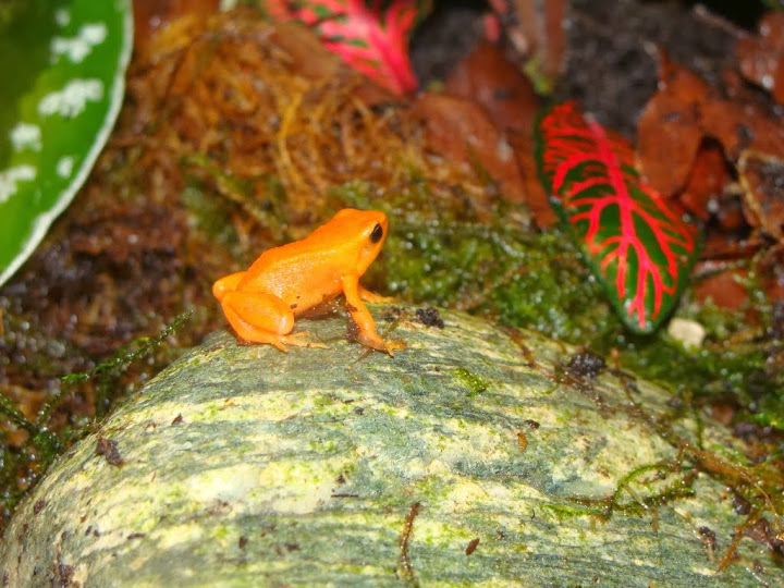 Mantella aurantiaca