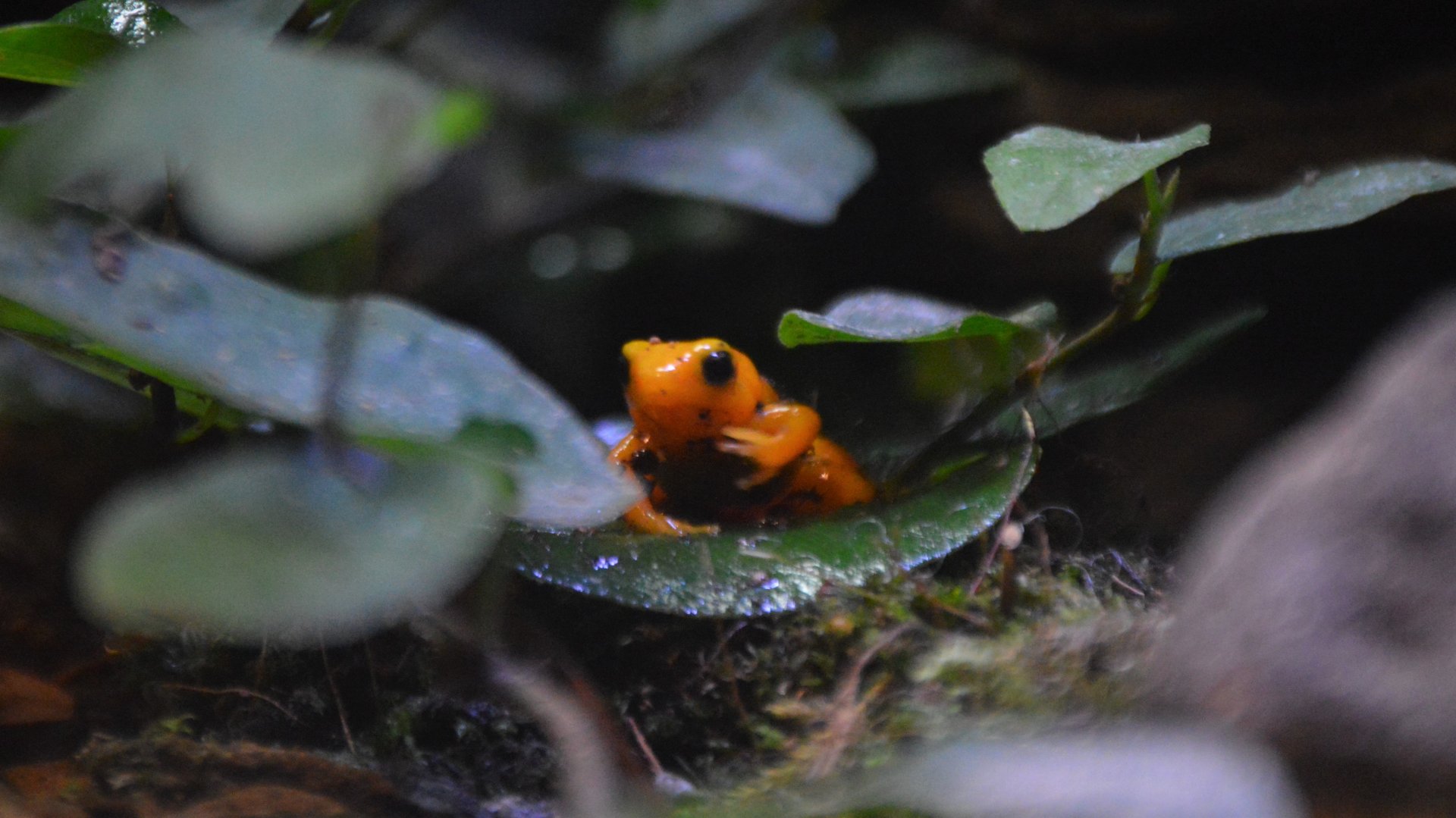 Mantella aurantiaca