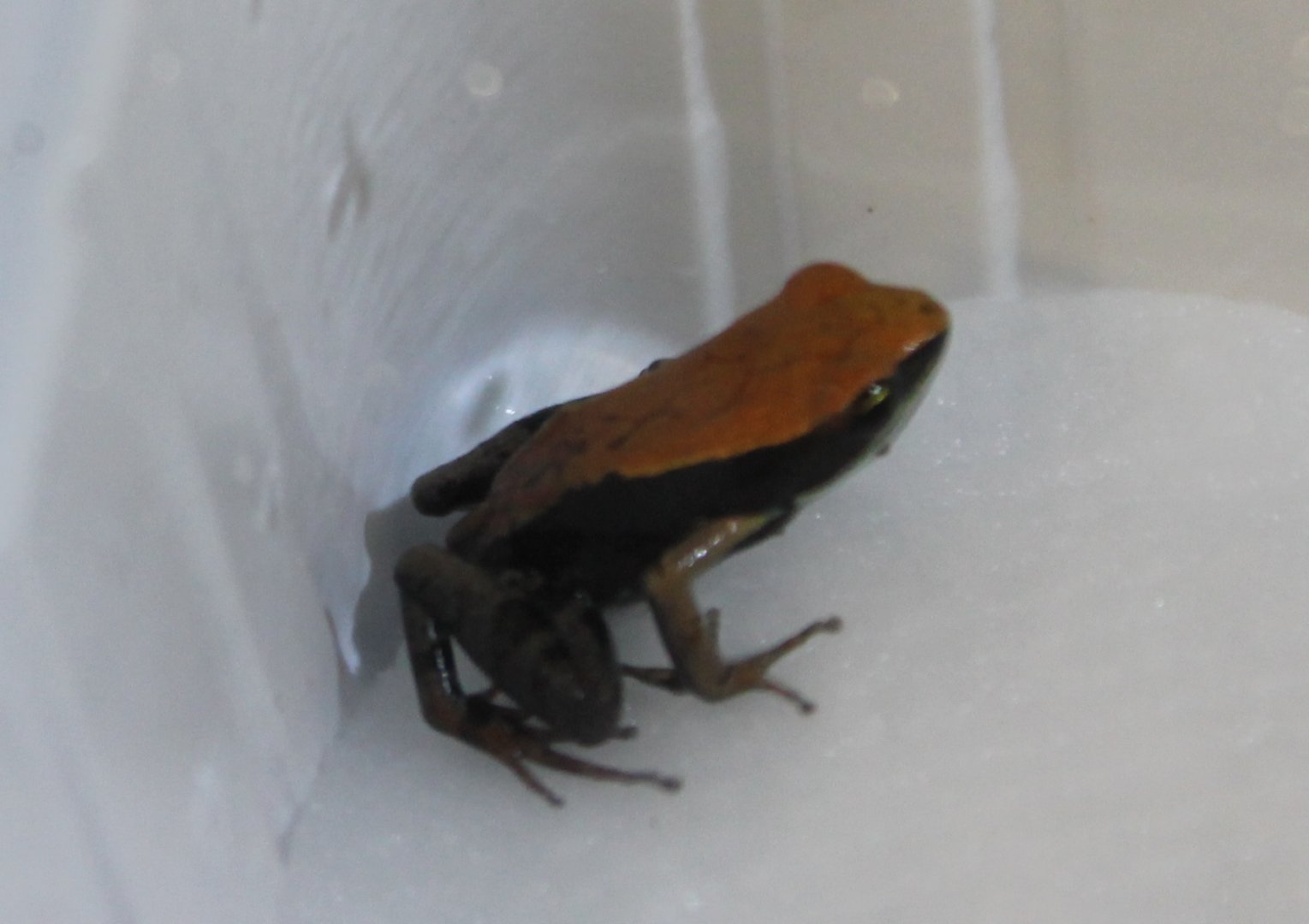 Mantella betsileo