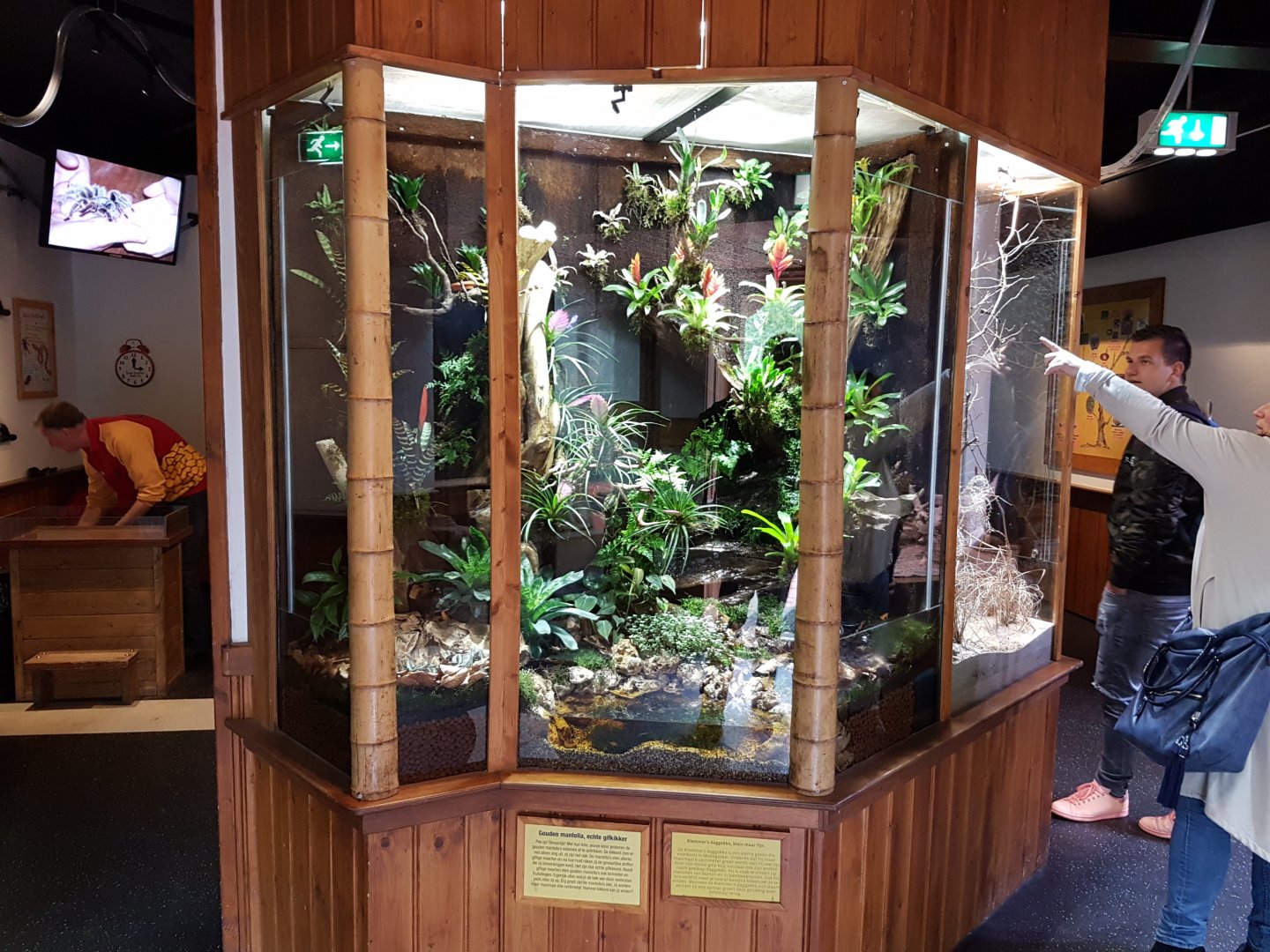 Mantella - Day gecko-enclosure