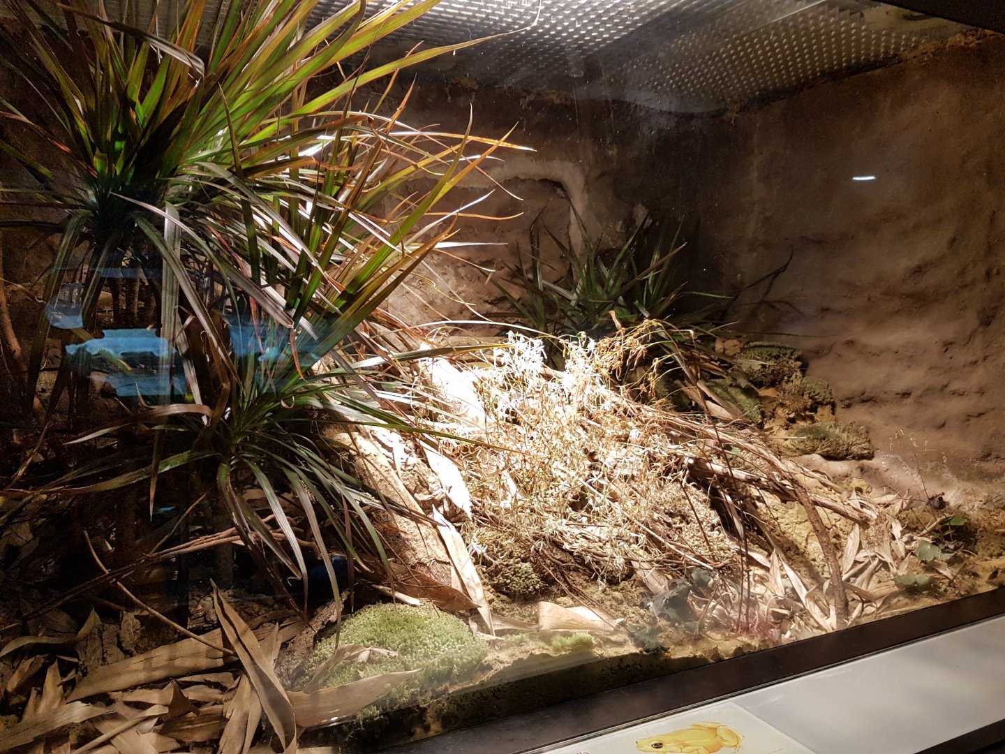 Mantella-enclosure