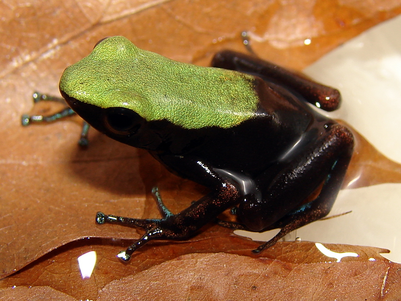 Mantella laevigata / Arboreal mantella, Riga Zoo 11-12-2010.