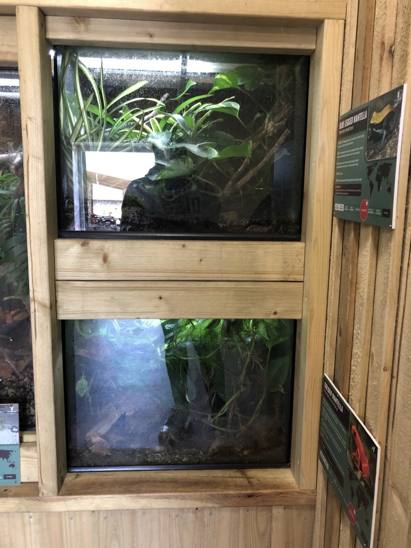 Mantella Vivariums at Ponderosa Zoo (July 2021)