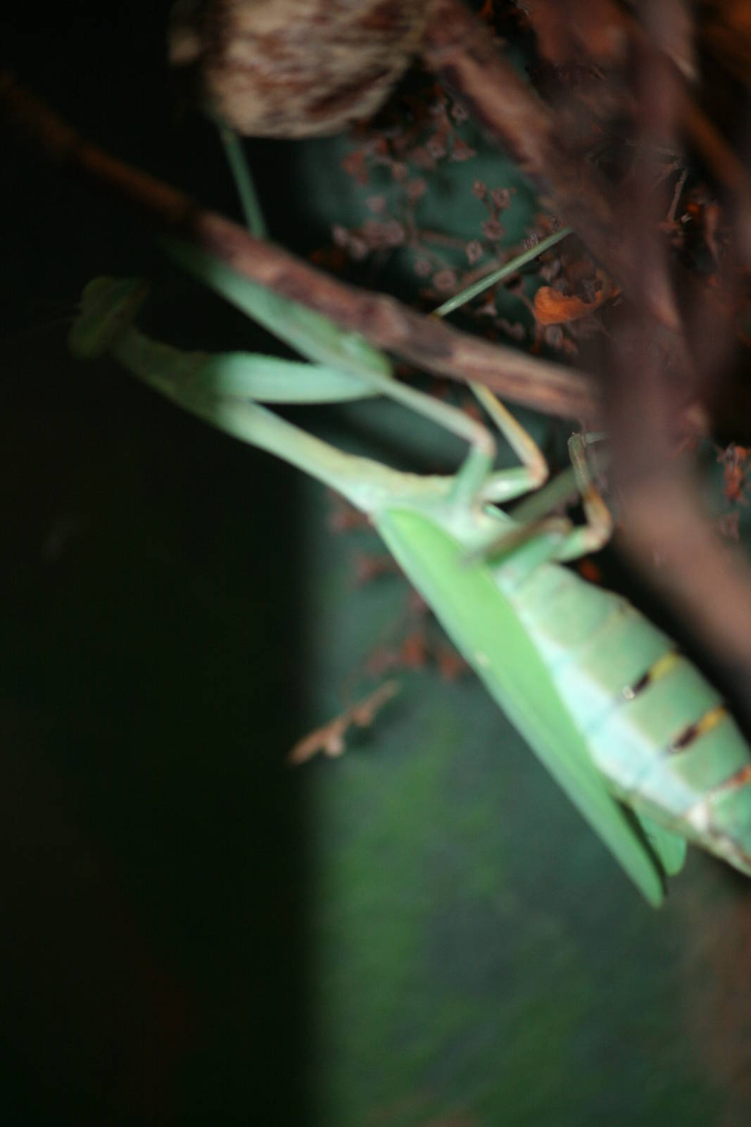 Mantis ID