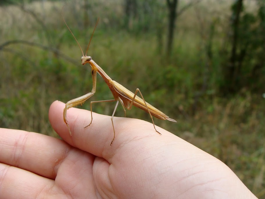 Mantis religiosa