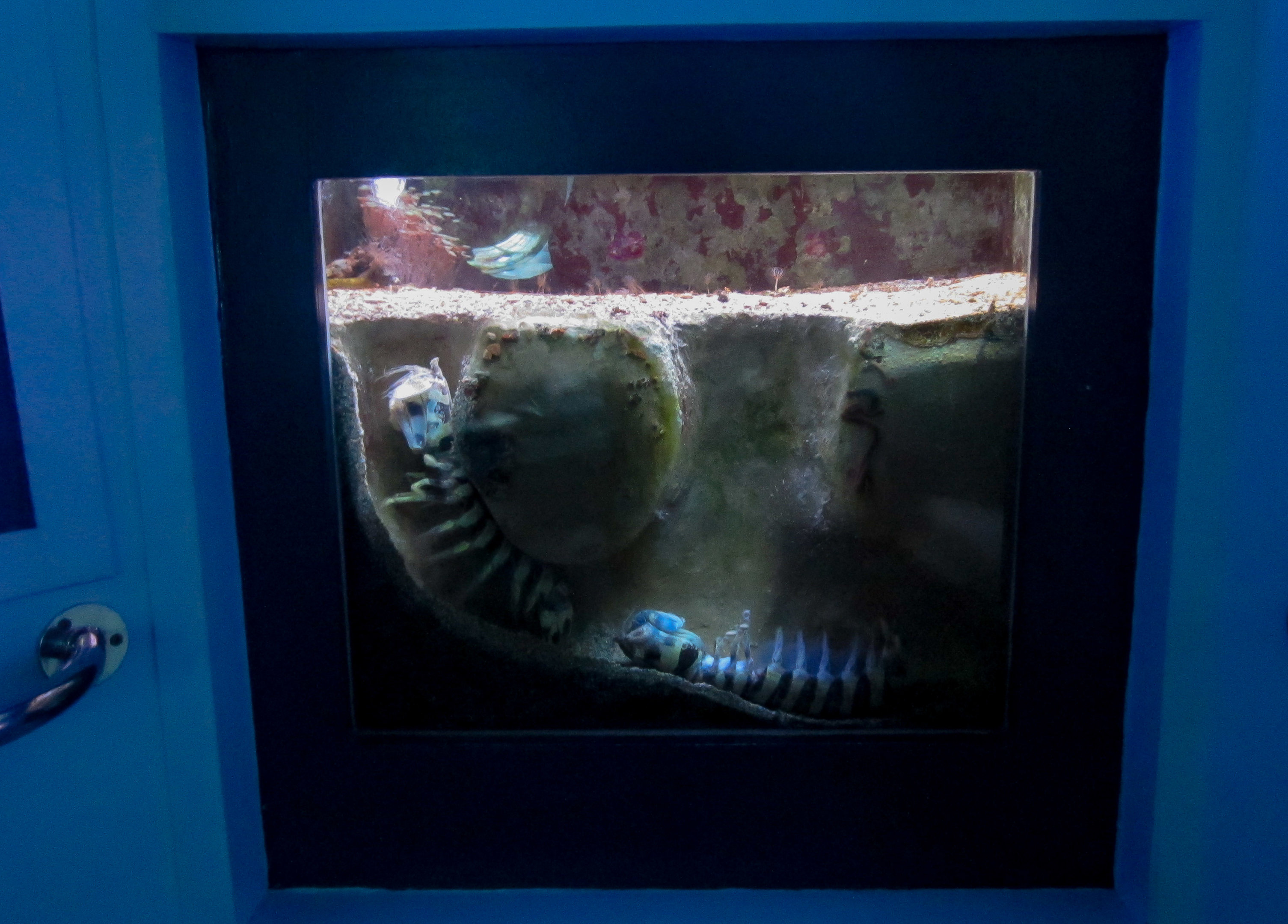 Mantis Shrimp display
