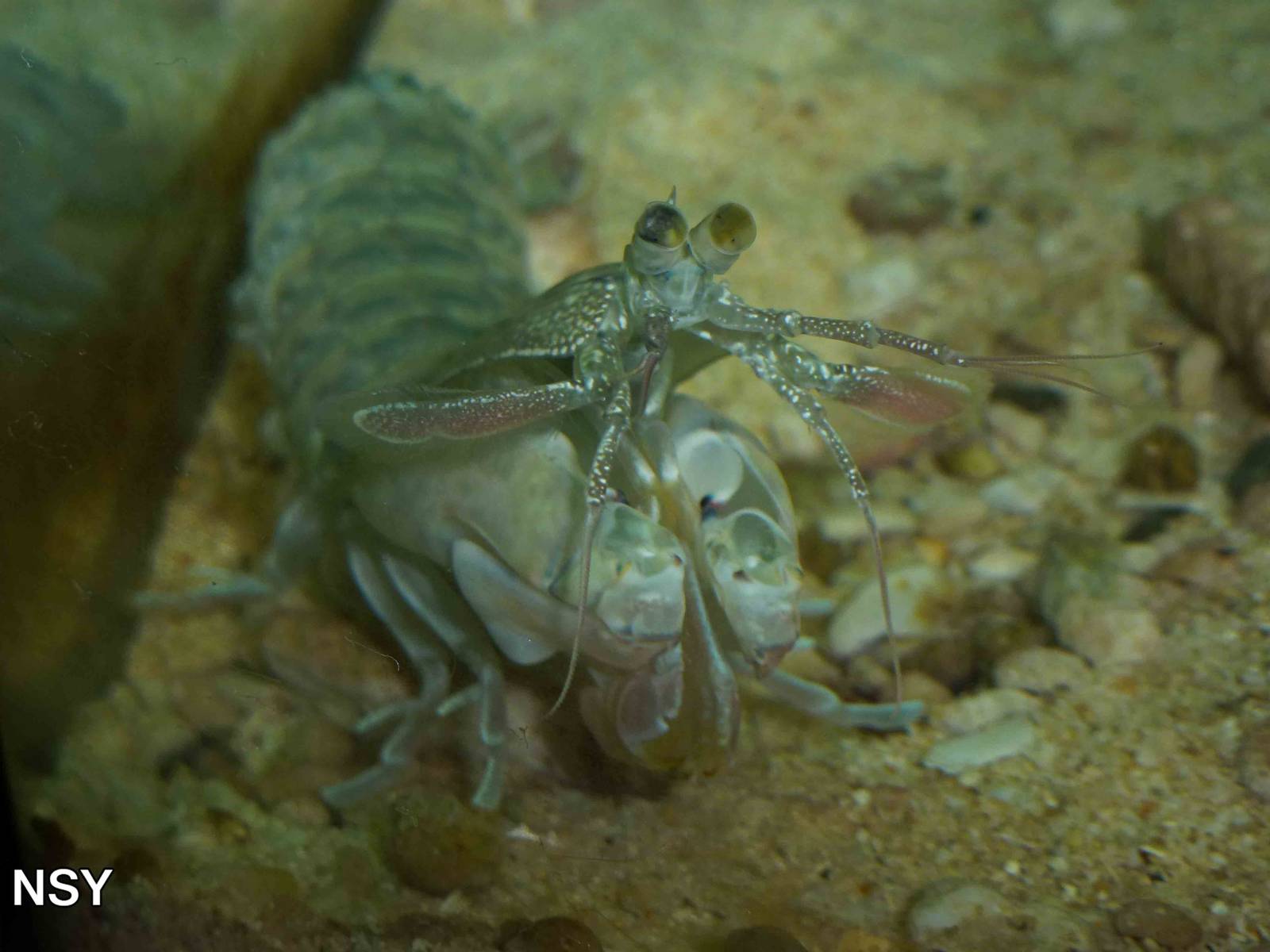 Mantis shrimp, June 2013.