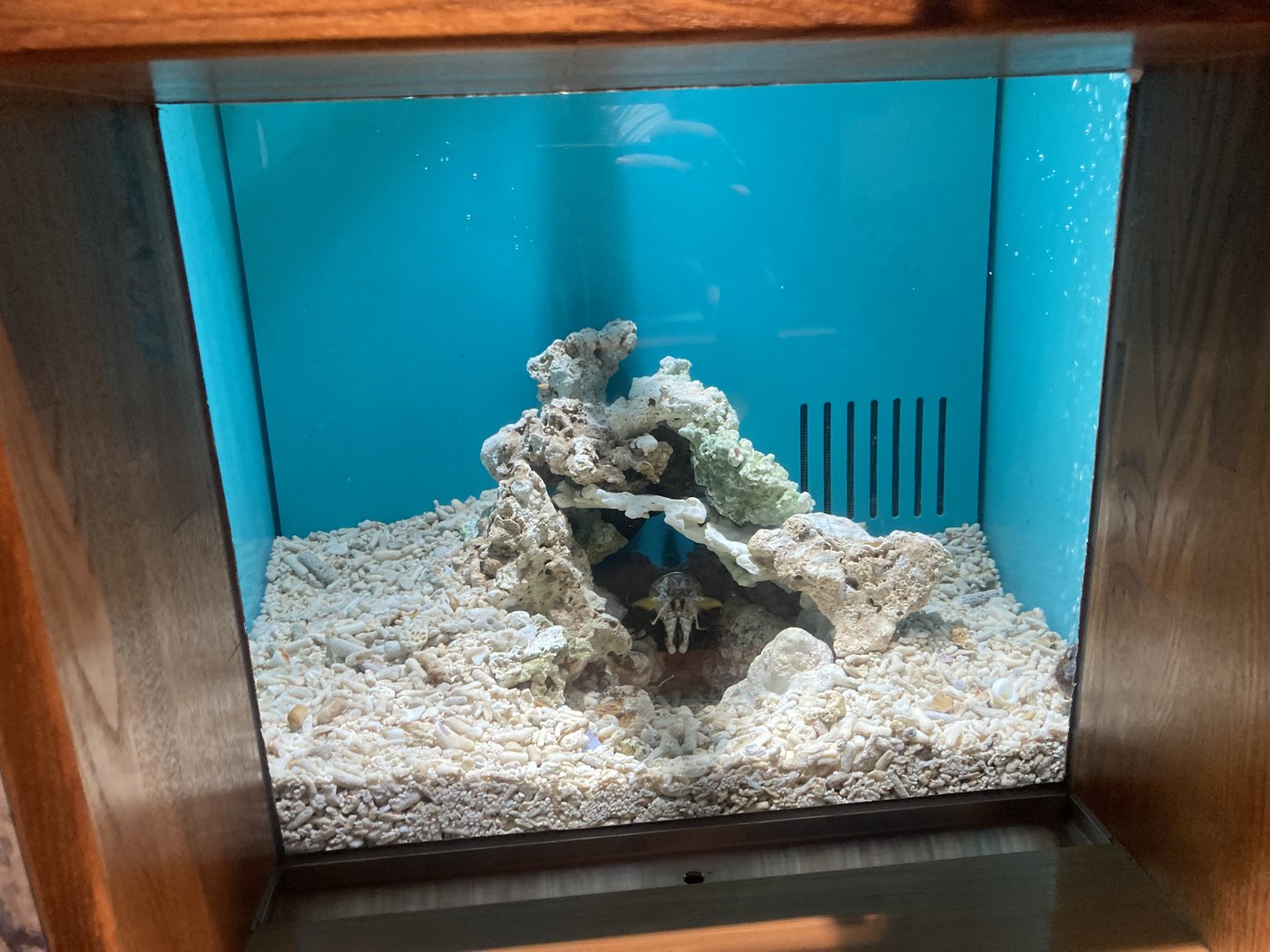 Mantis shrimp tank example