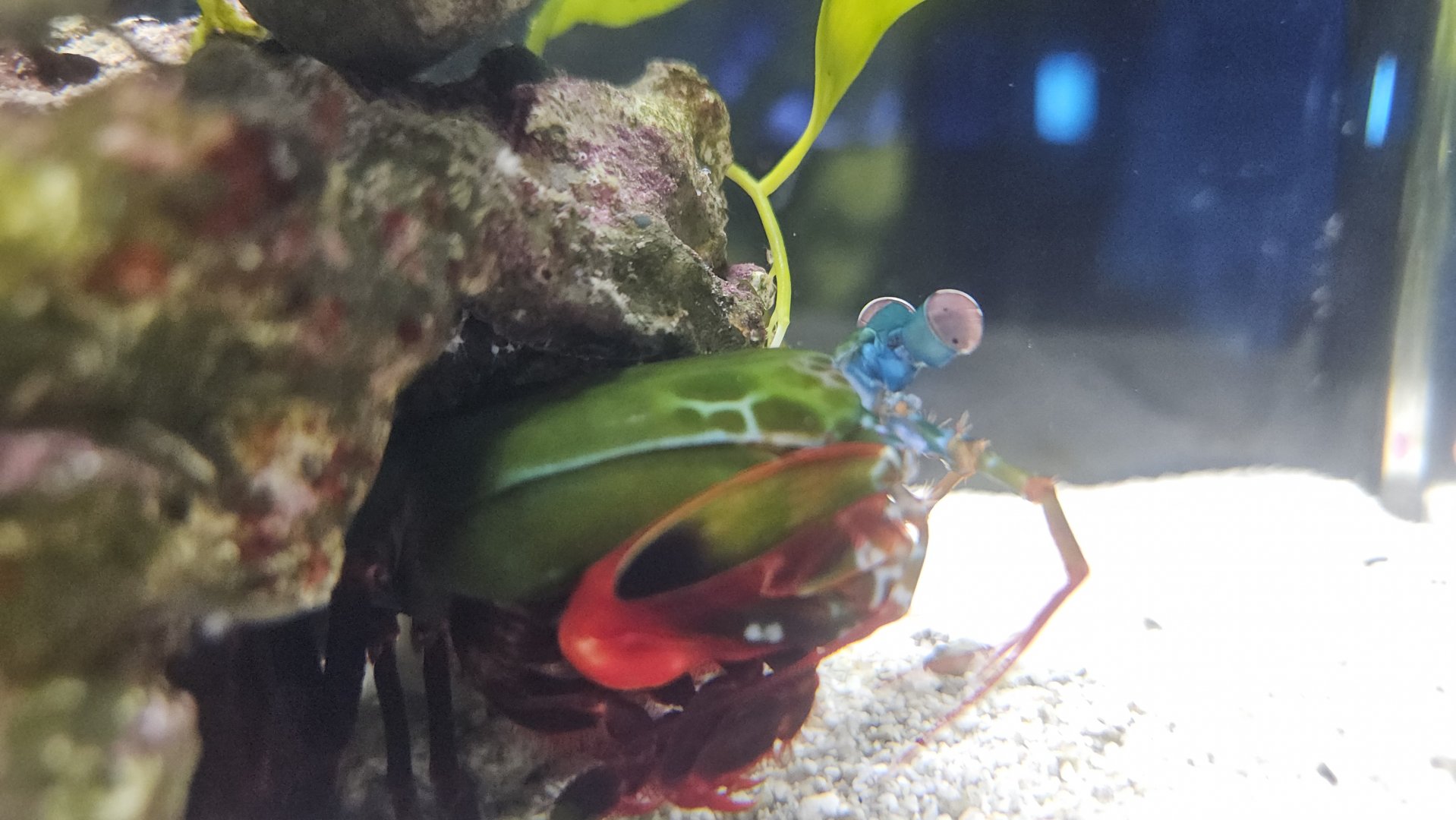 Mantis shrimp, The National Aquarium Abu Dhabi