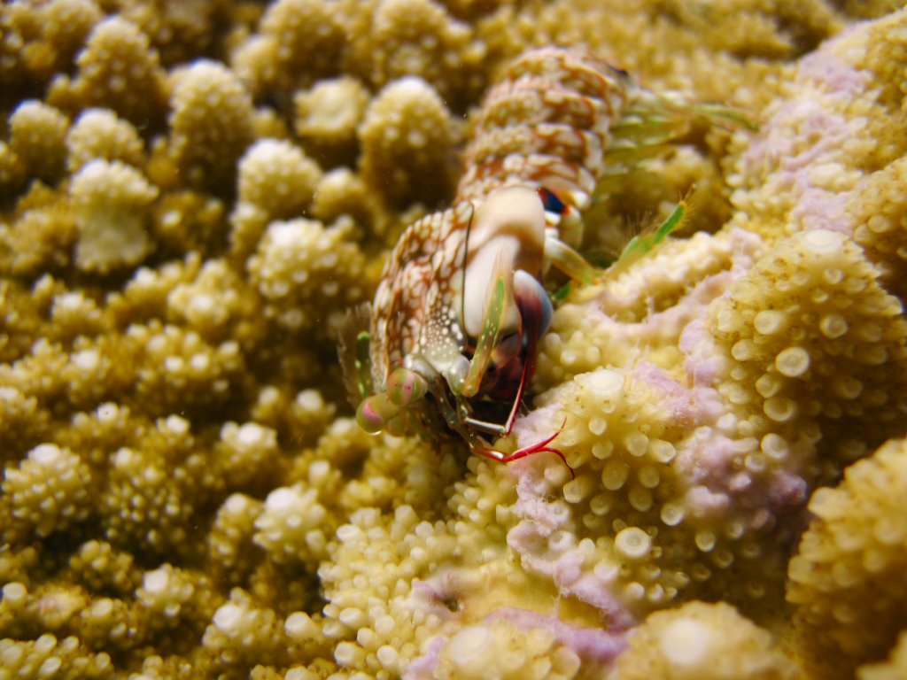 Mantis Shrimp ?