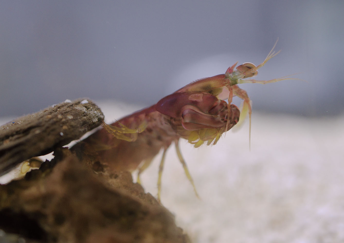 Mantis shrimp