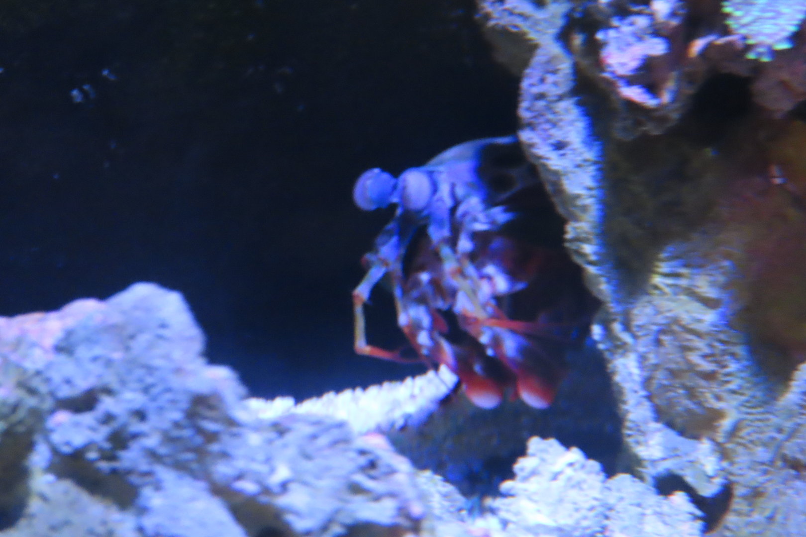 Mantis shrimp