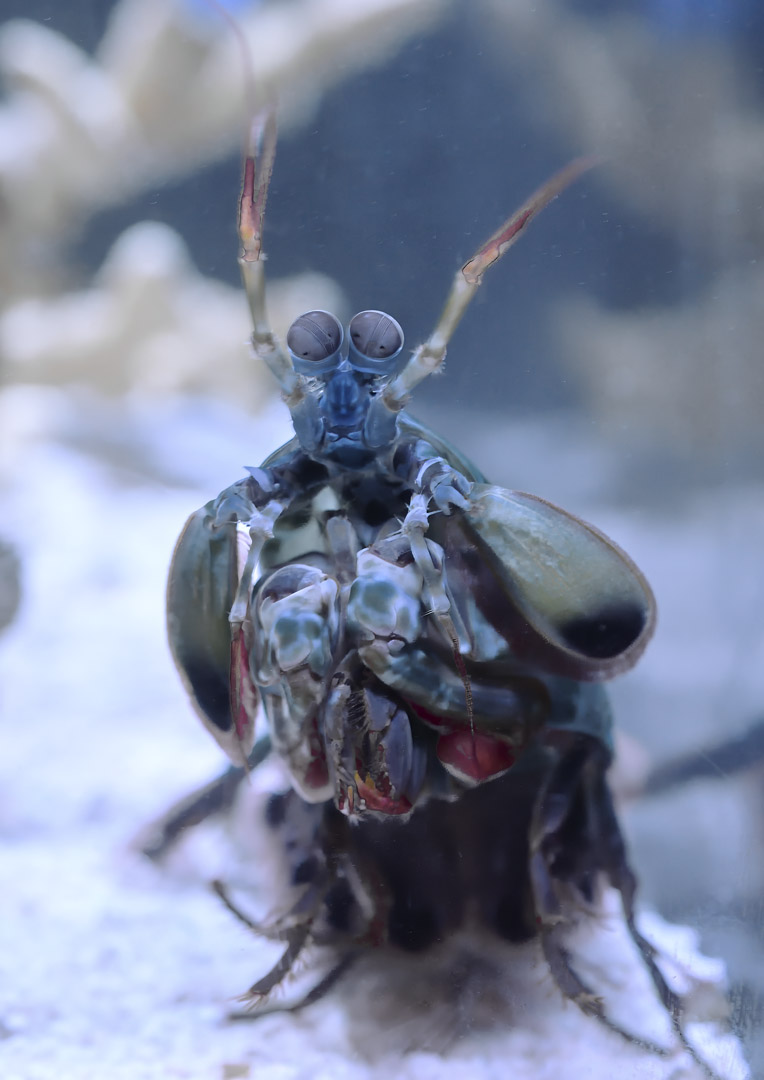 Mantis shrimp