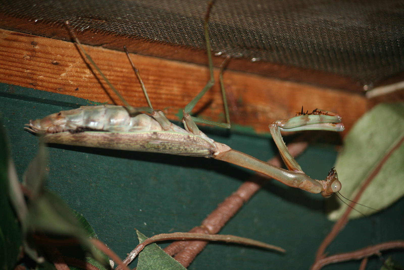Mantis sp?