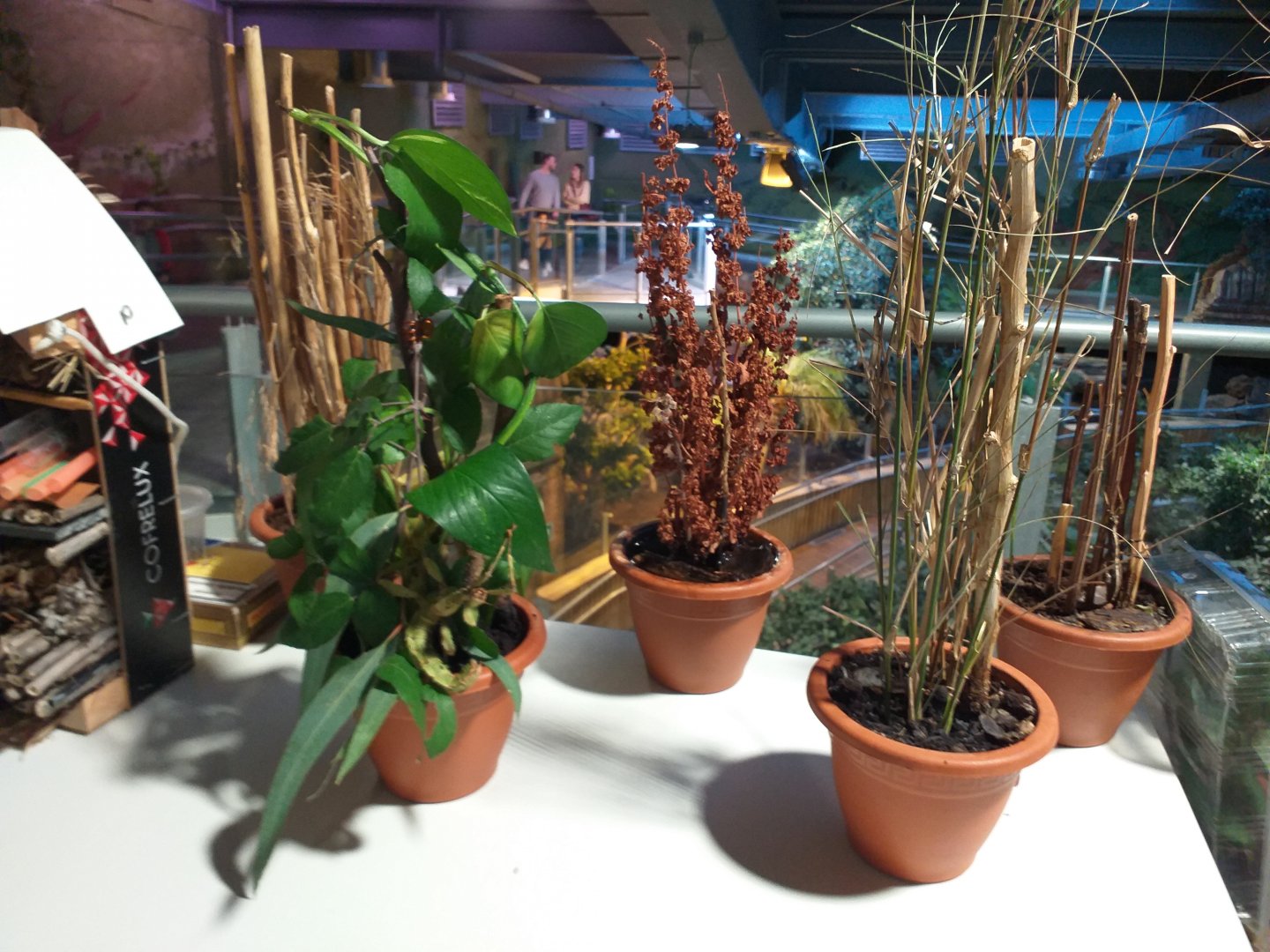 Mantis, Stick insect and Leaf insect exhibition -BioDomo (2019)